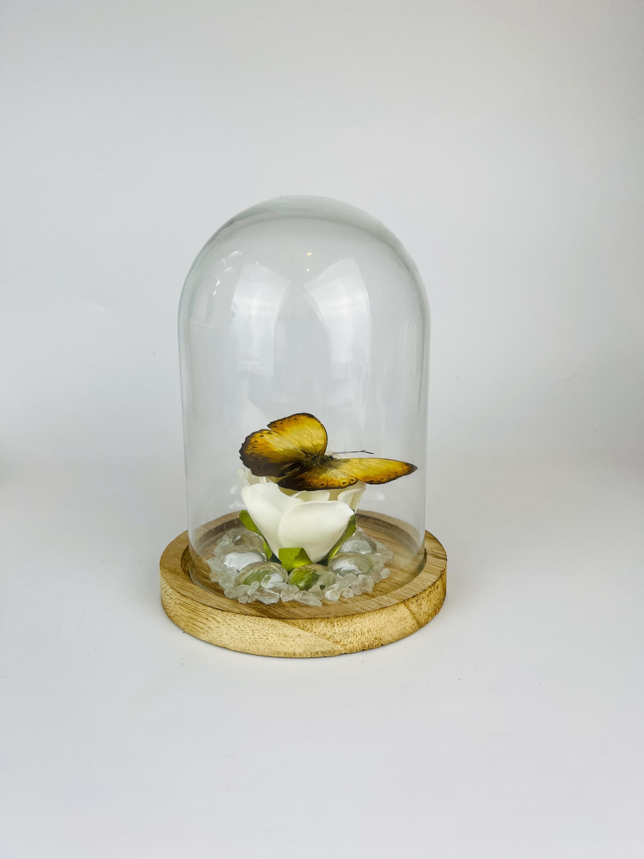 Cymothoe op faux roos met glazen steentjes in stolp