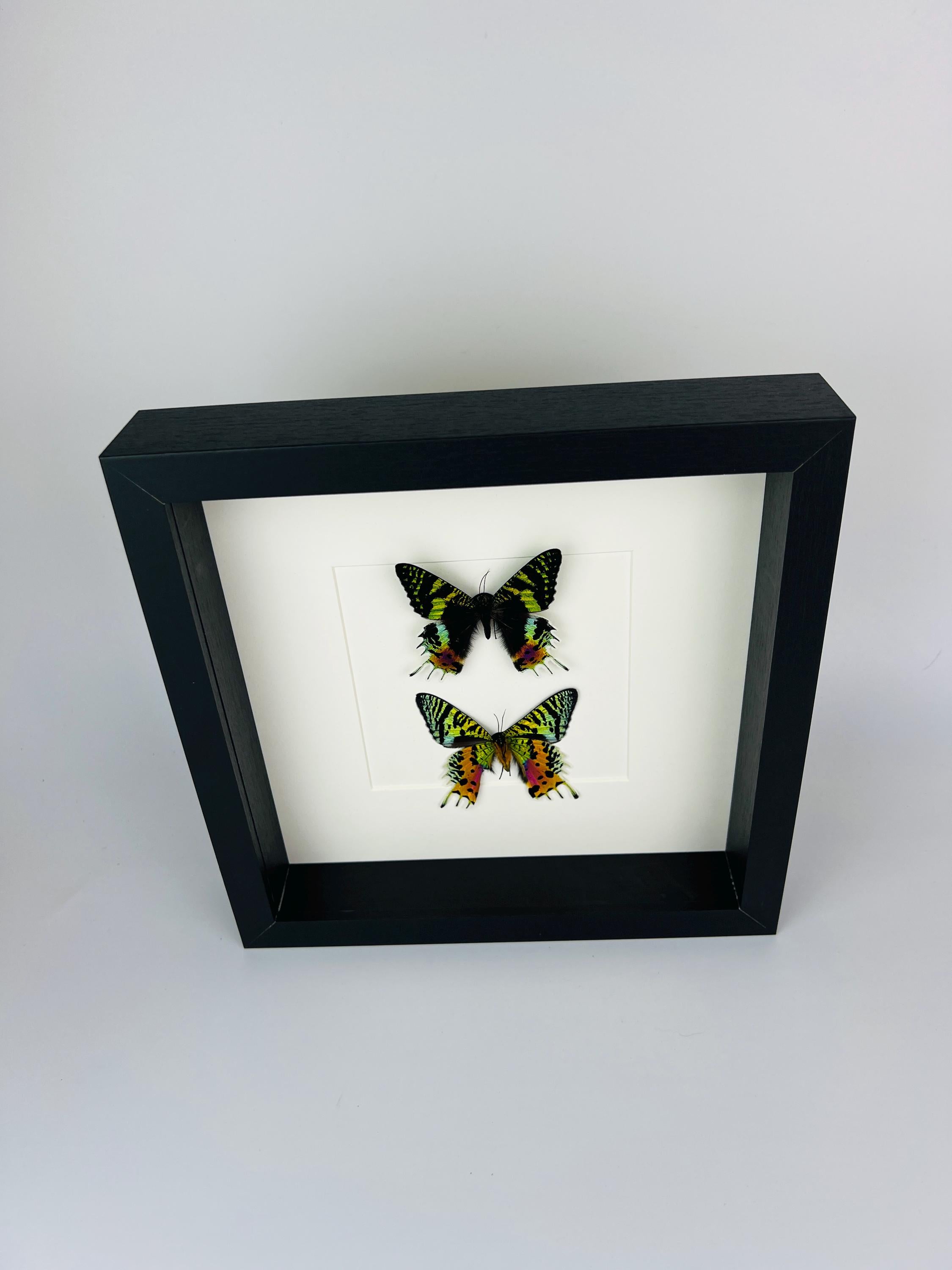 Echte vlinders Urania Ripheus (voor- en achterkant) - ingelijst - 25 x 25 cm (9,8 x 9,8 inch)