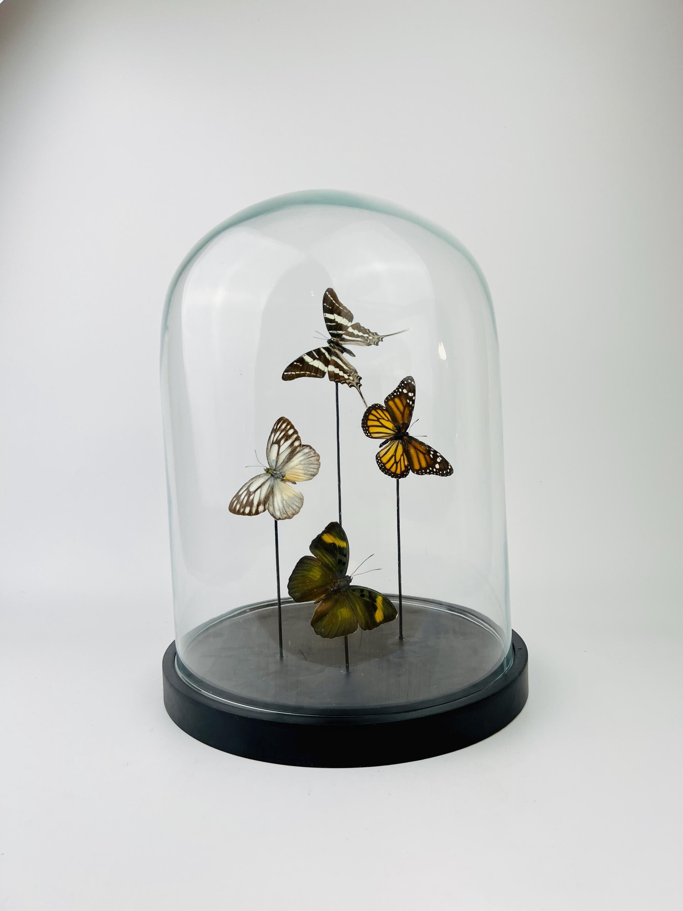 Mix vlinders in stolp