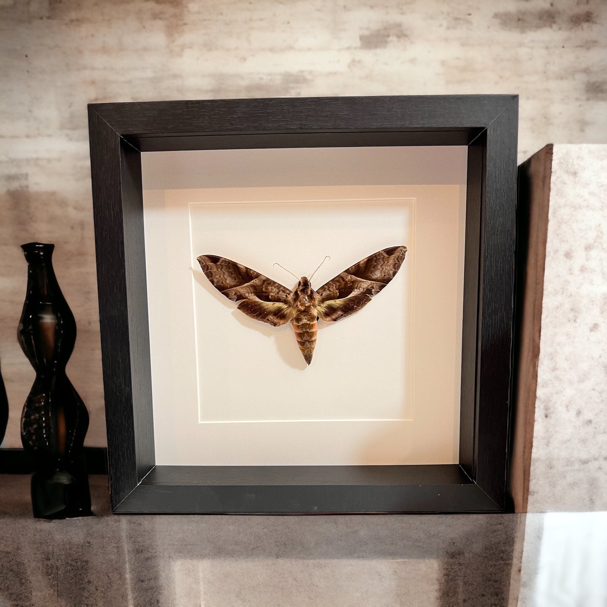 Eumorpha Triangulum mot in lijst