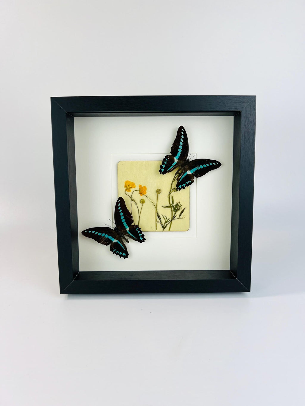 „Graphium Sarpedon“ und „Wildflower“ im Rahmen von KEY LIME STORE