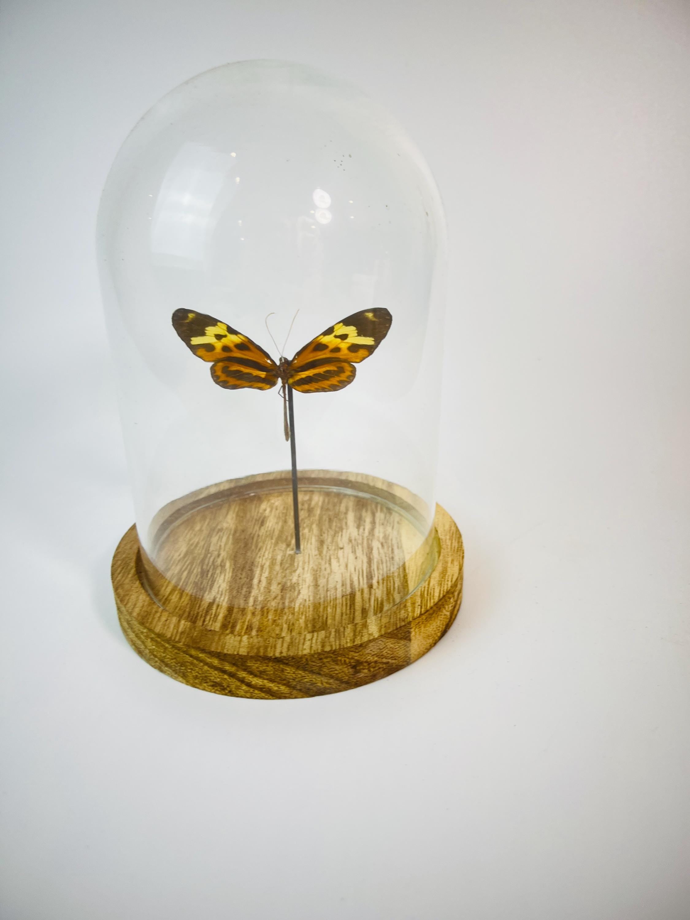 Echte vlinder | Heliconius in stolp (17x13cm)