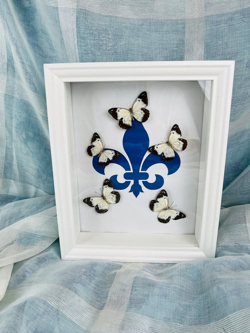 „Belenois“ mit „Fleur de Lis“-Motiv, gerahmt von KEY LIME STORE