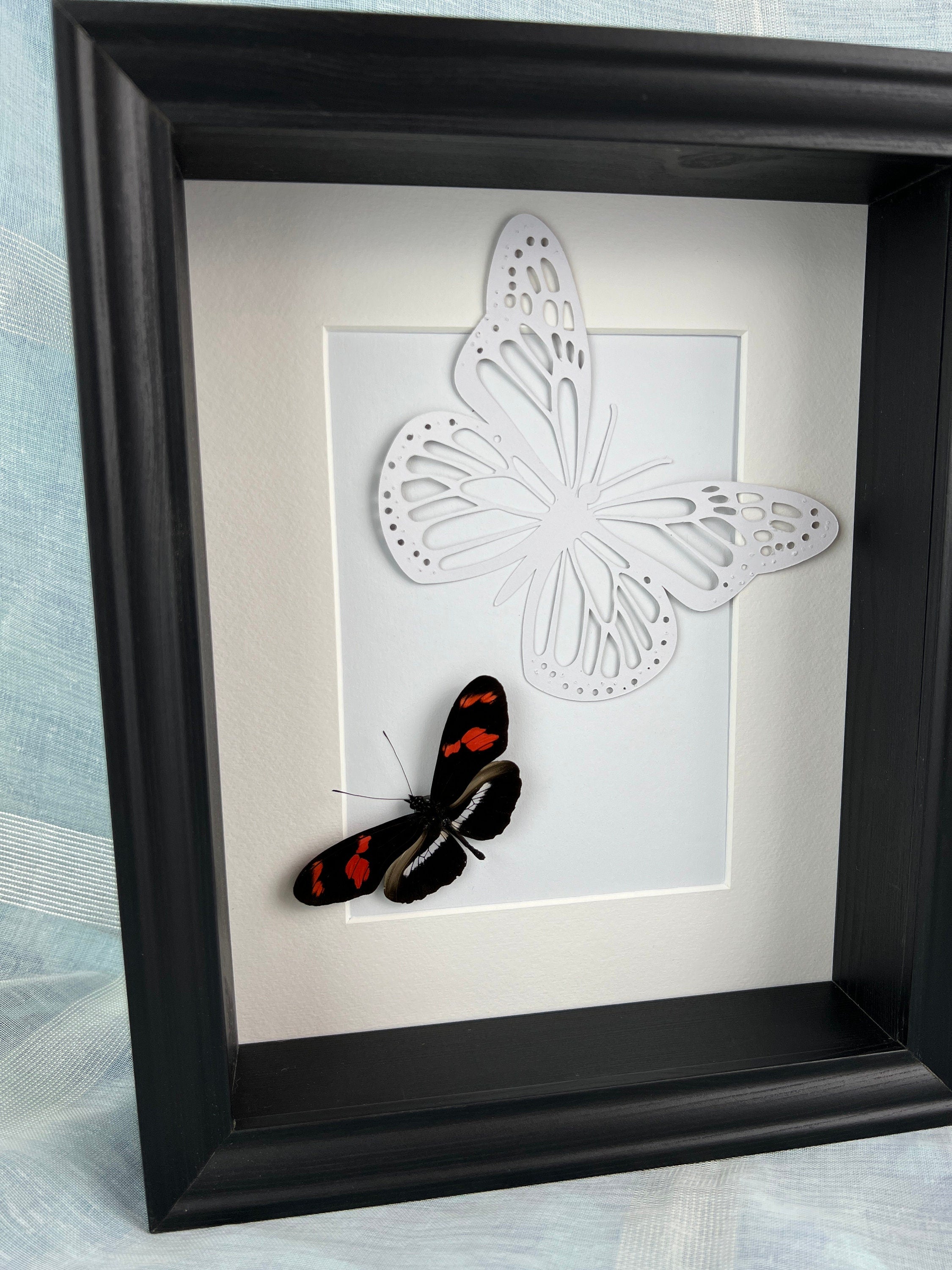 Heleconius auf Schmetterlingsdruck in einem Rahmen