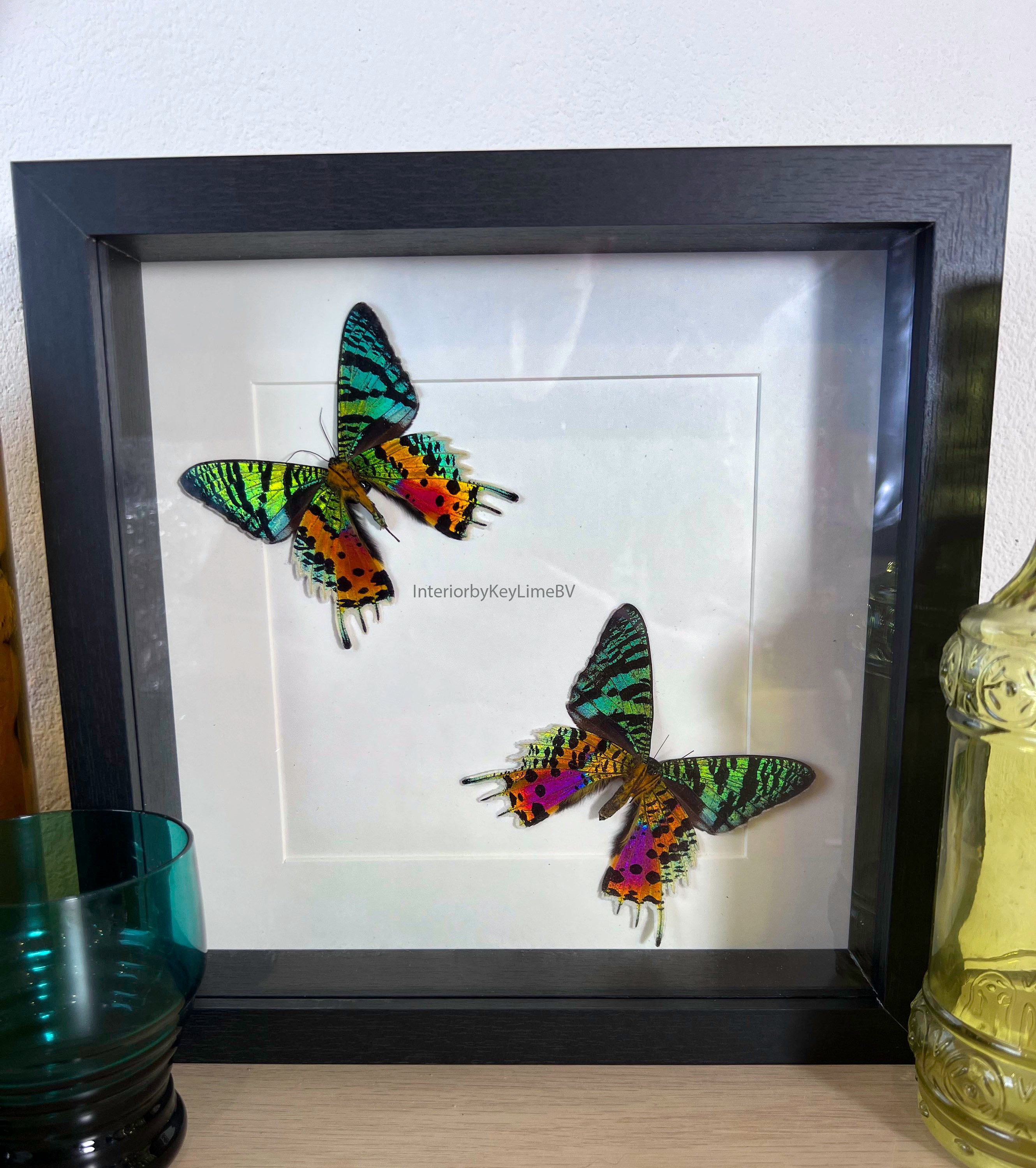 Urania Ripheus (achterzijde) in lijst