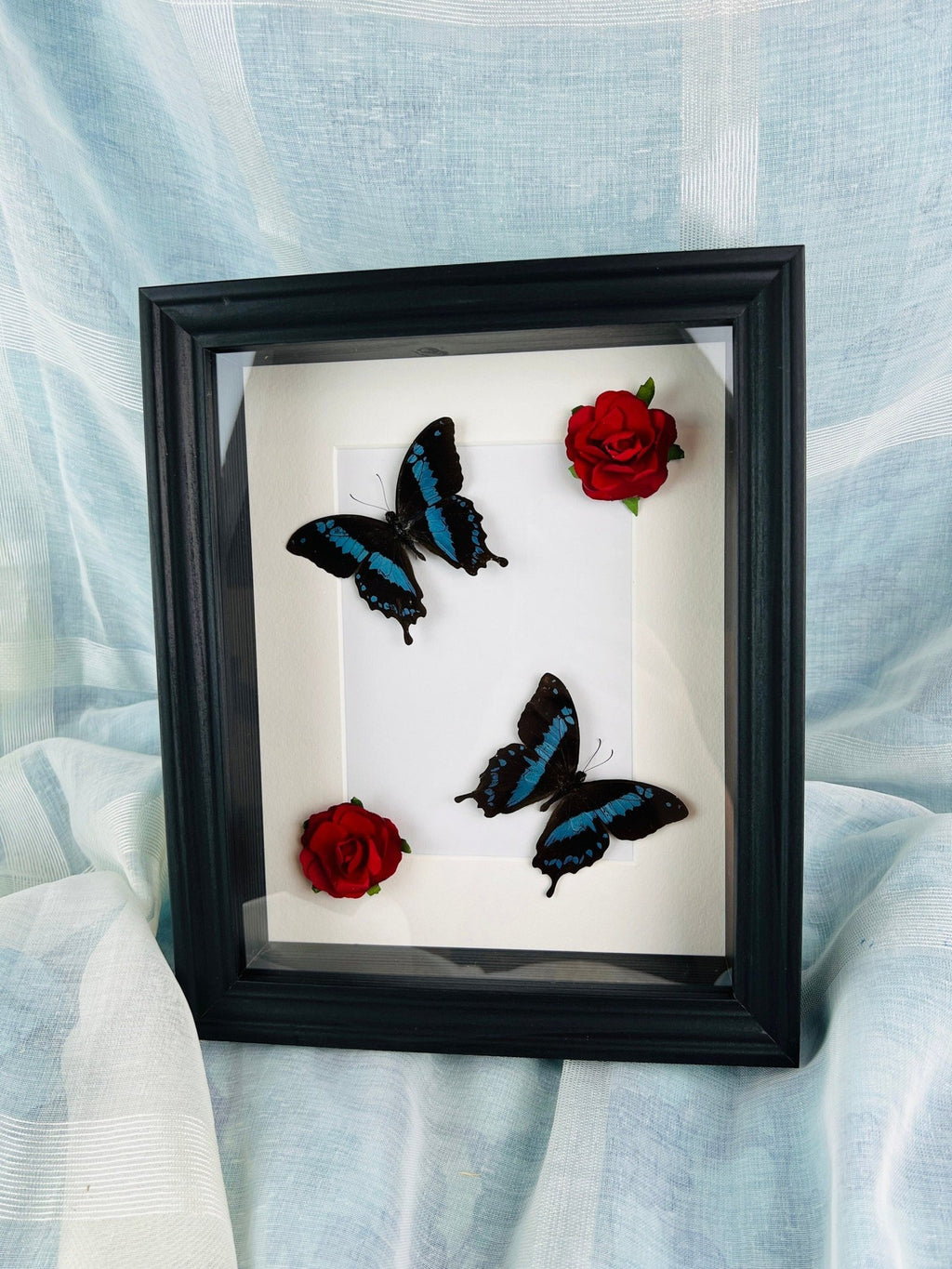 Papilio Oribazus mit Rosen in einem Rahmen von KEY LIME STORE
