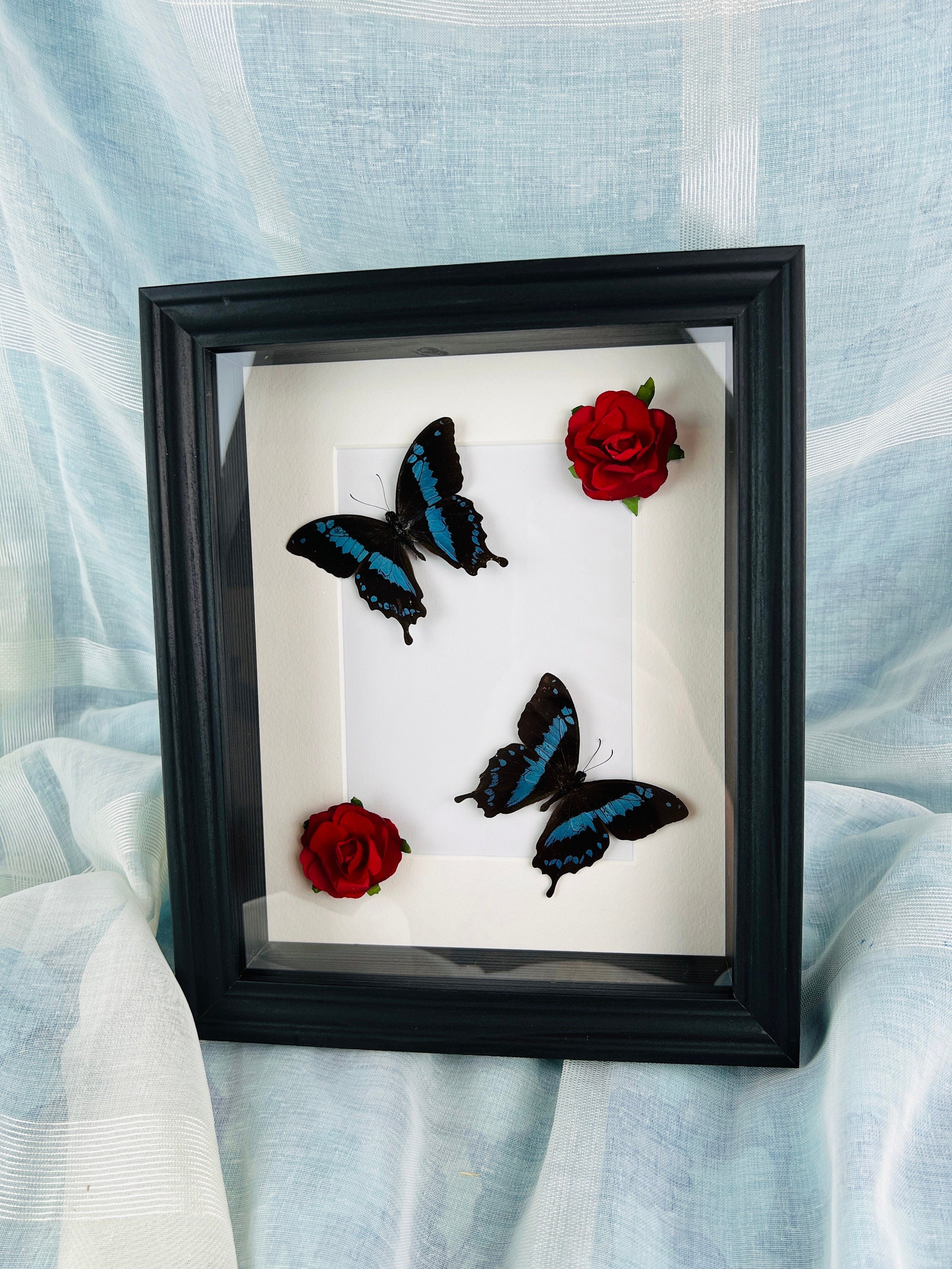 Papilio Oribazus met rozen in lijst