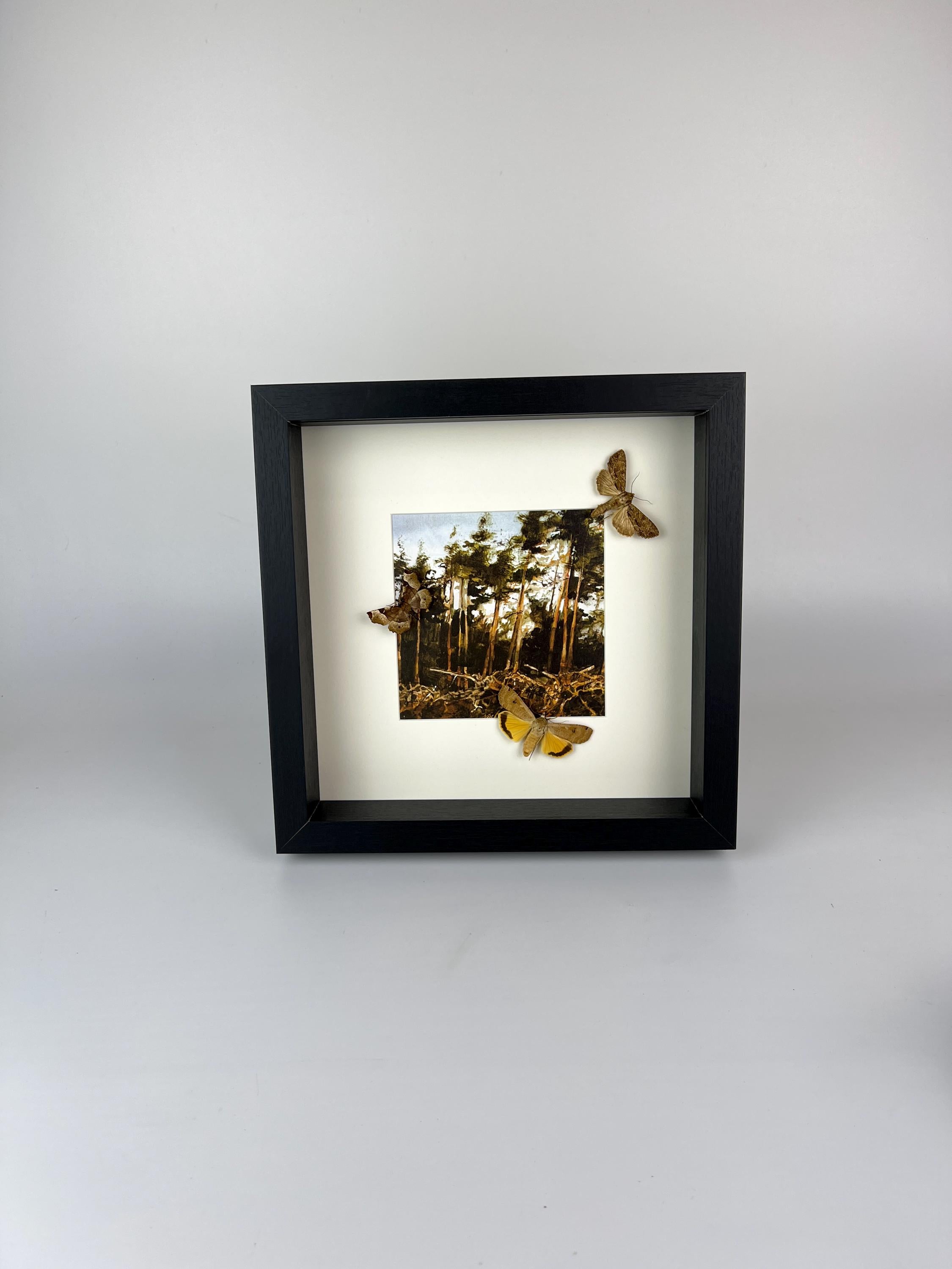 Motten auf Druck in einem Rahmen