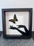 „Graphium Agamemnon“ gerahmt von KEY LIME STORE