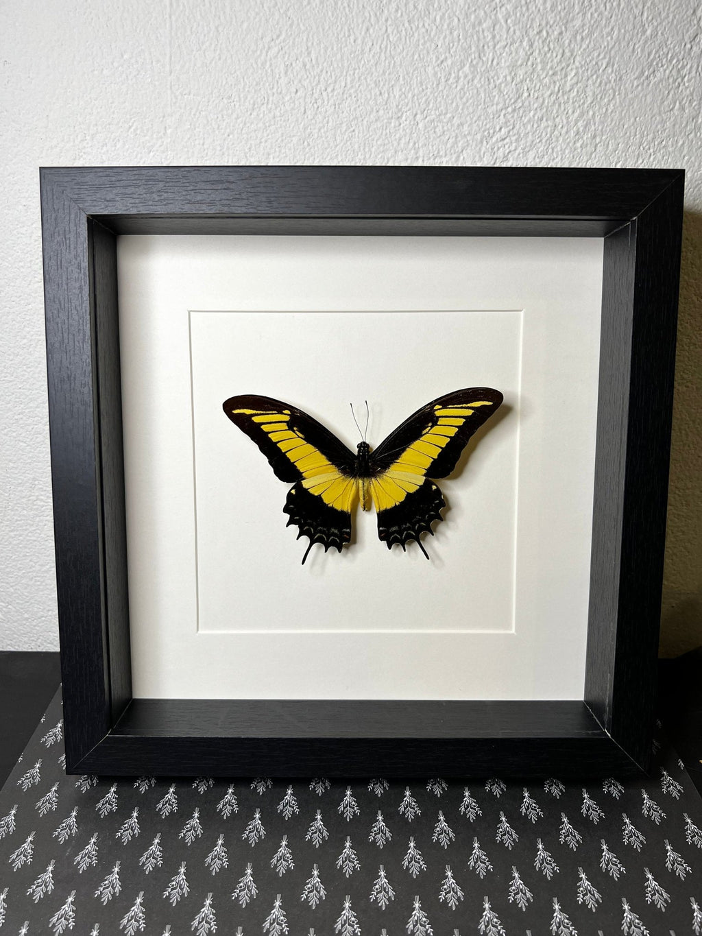 Papilio Androgeus in einem Rahmen von KEY LIME STORE