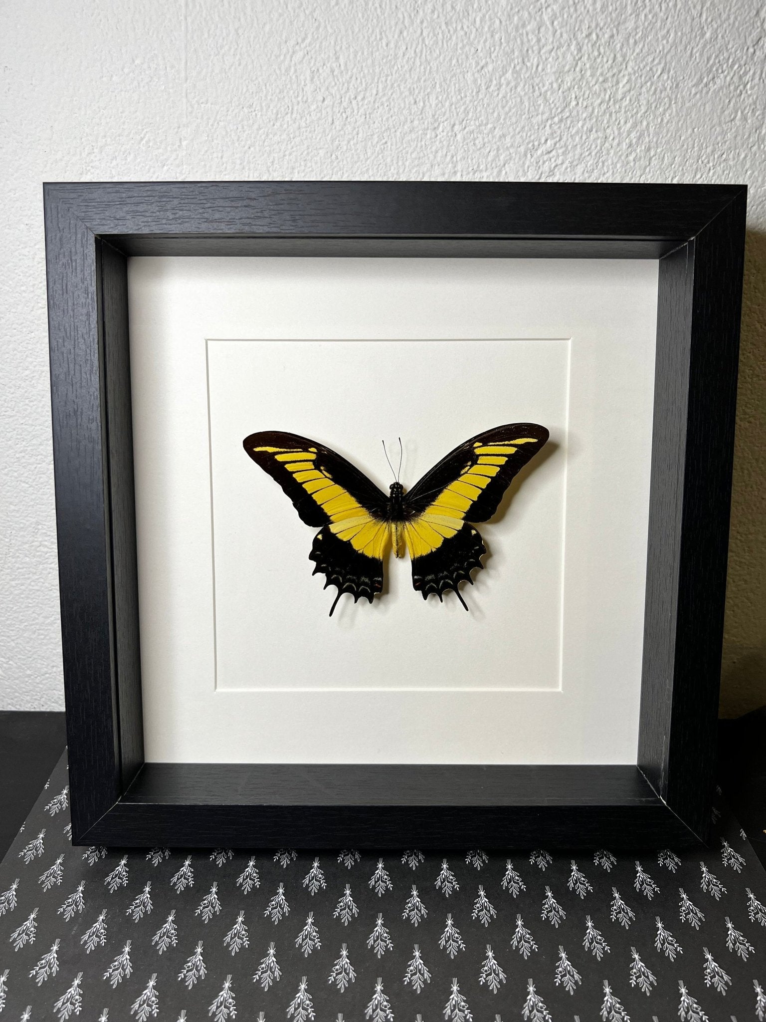 Papilio Androgeus in einem Rahmen von KEY LIME STORE