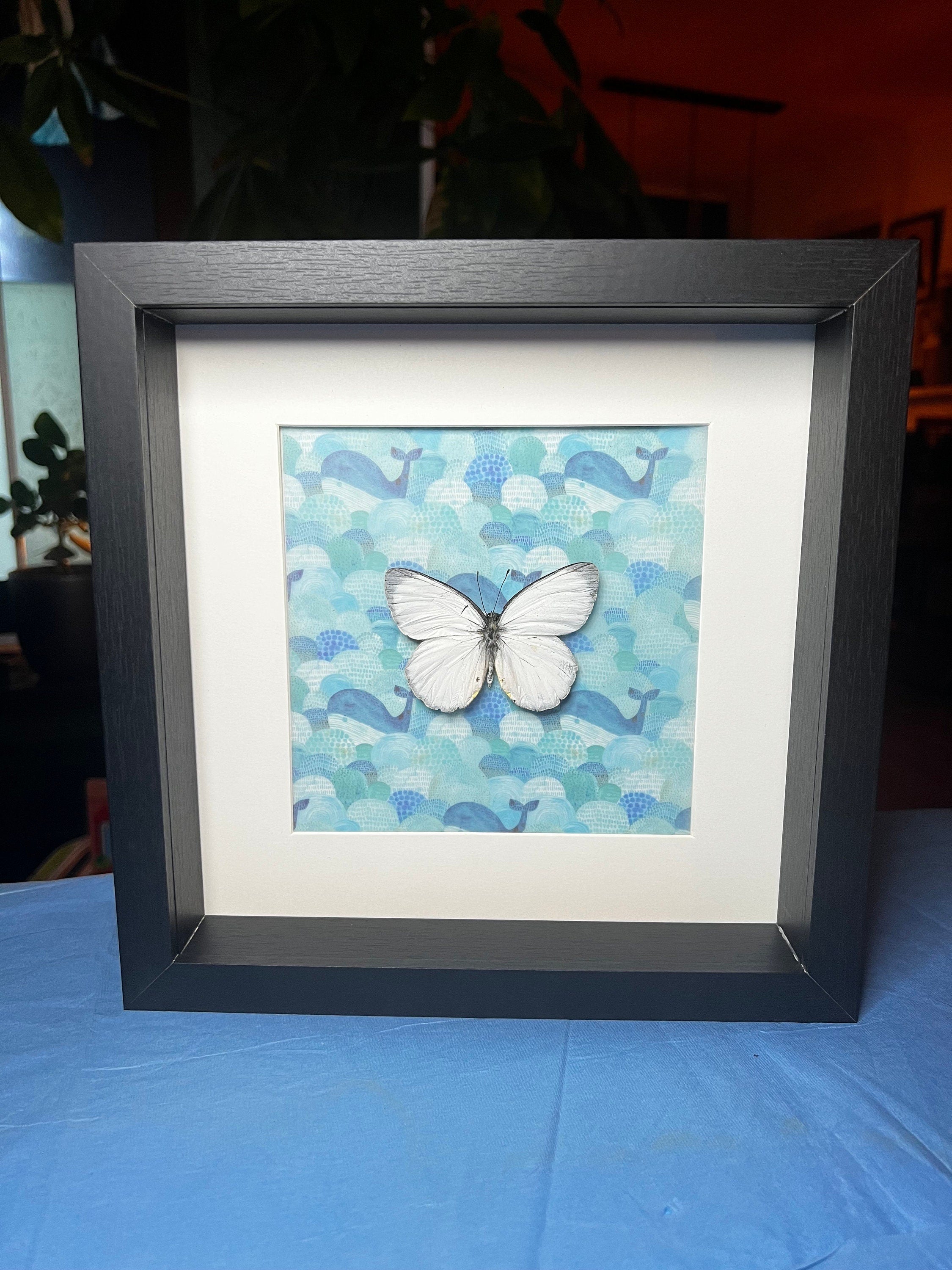 Delias Descombesi op print in lijst