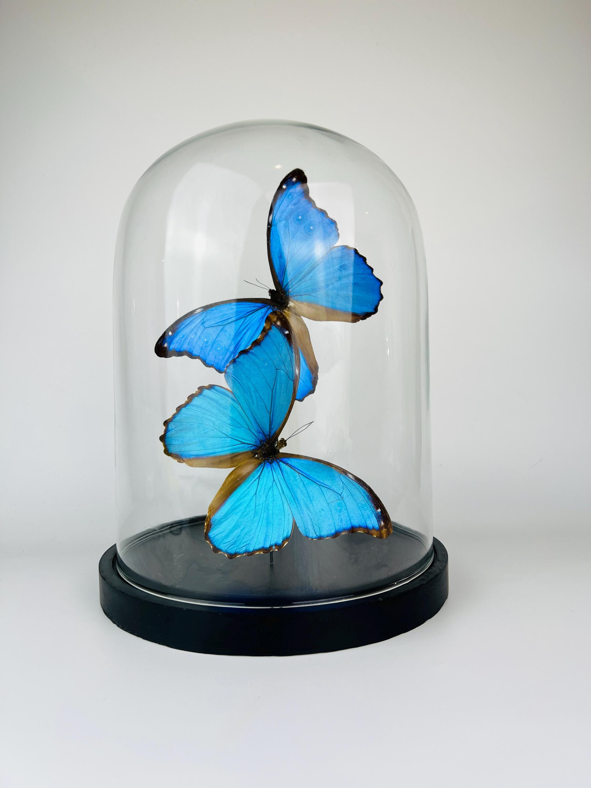 Echte vlinders Morpho Didius in glazen koepel – 31 x 23 cm