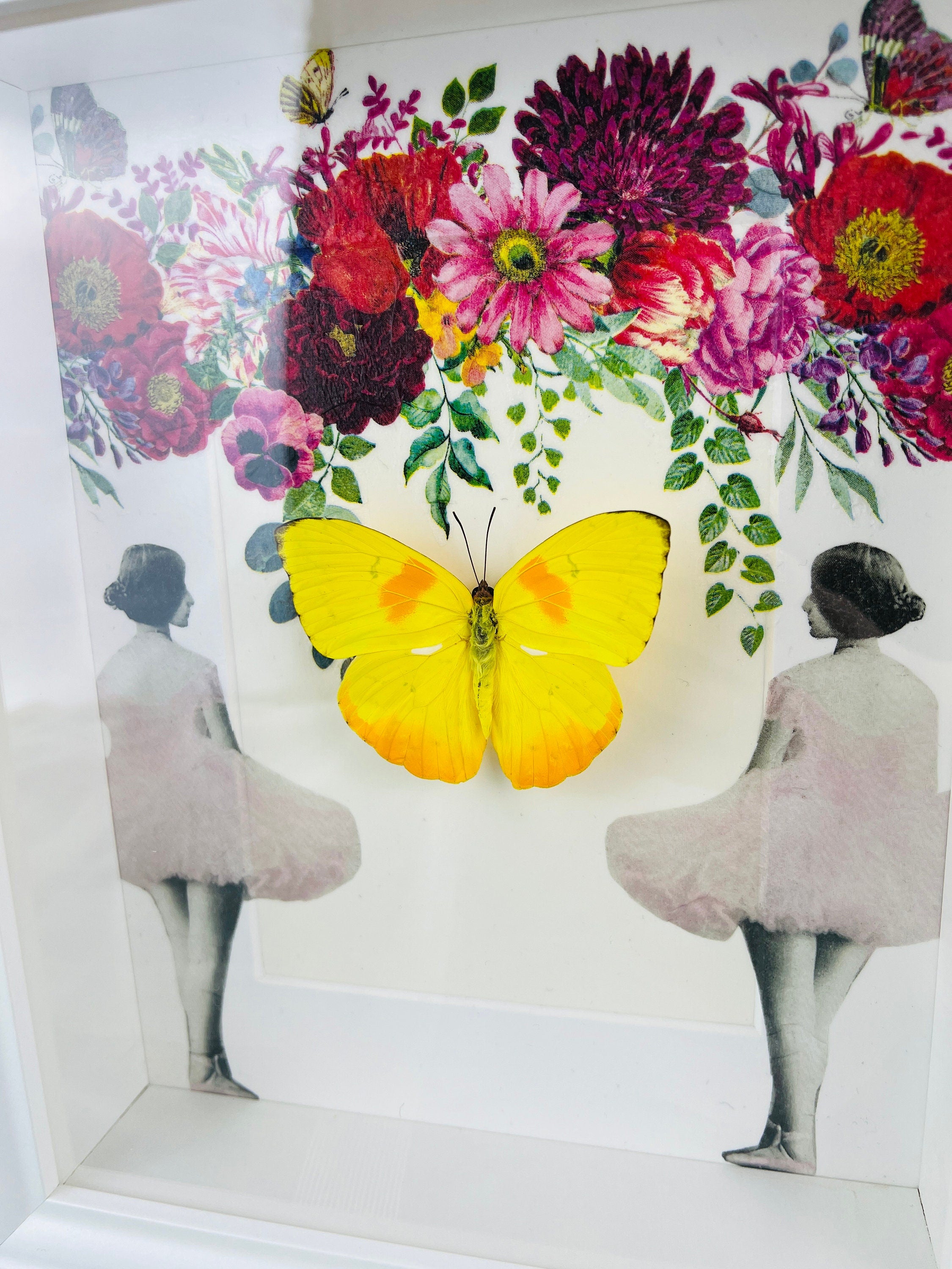 Butterfly Specimen Display - Phoebis Philea Framed with Elegant Decoration