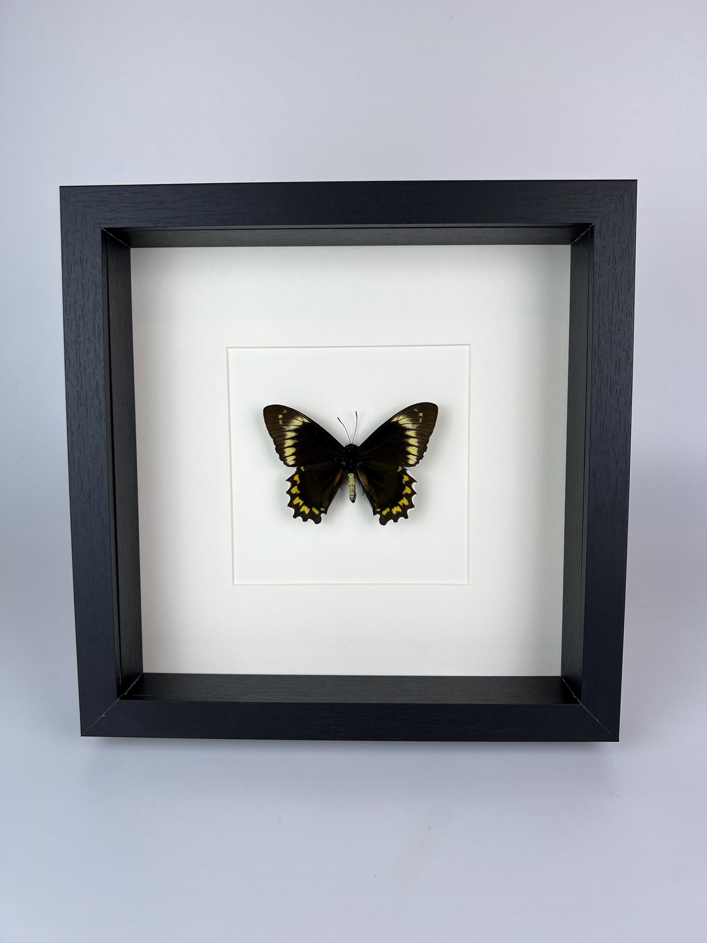 Battus Madyes Chlorodamas in lijst