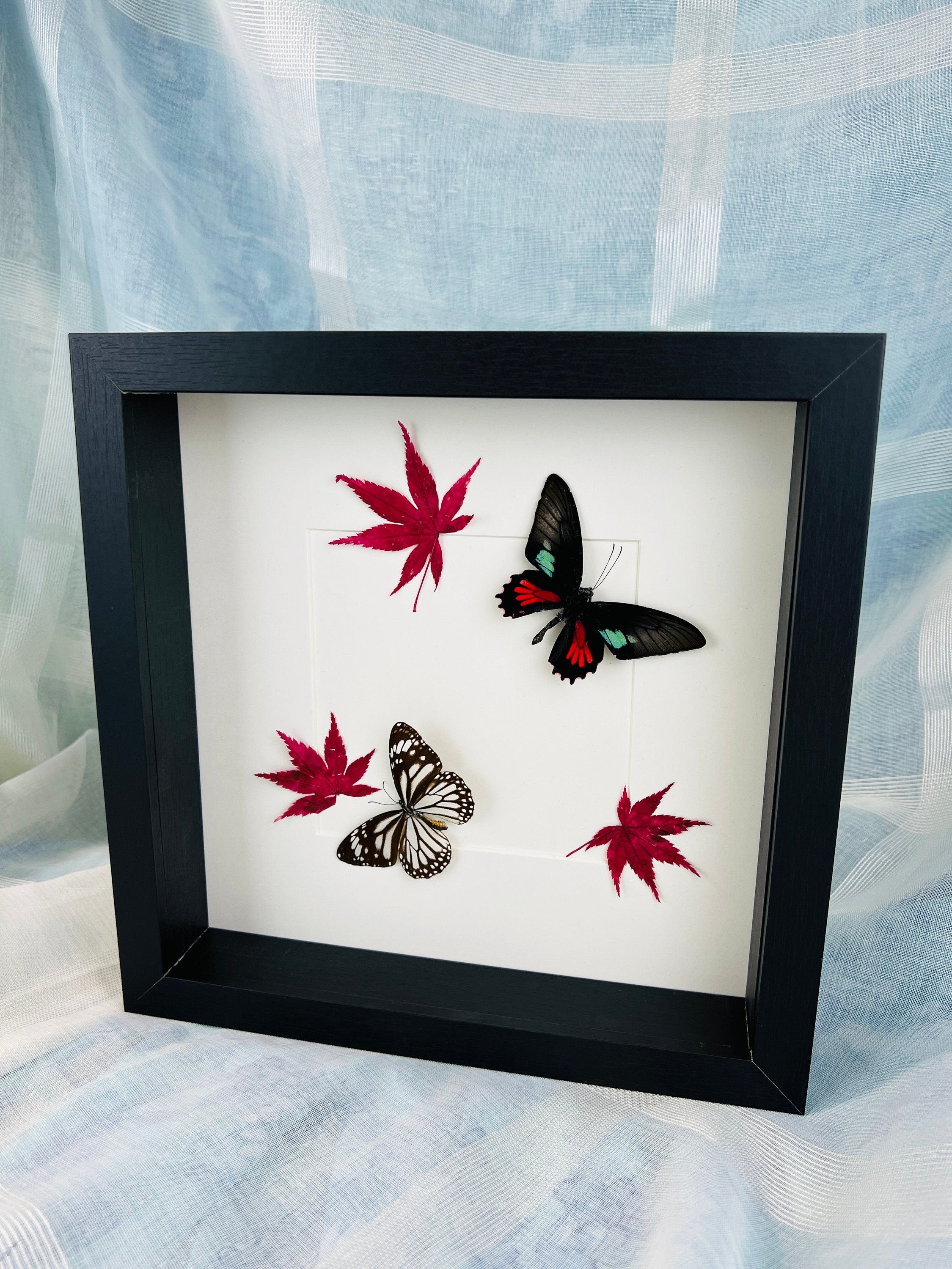 Parides Aeneas en Danaus Melanippus met Japanse esdoorn in lijst