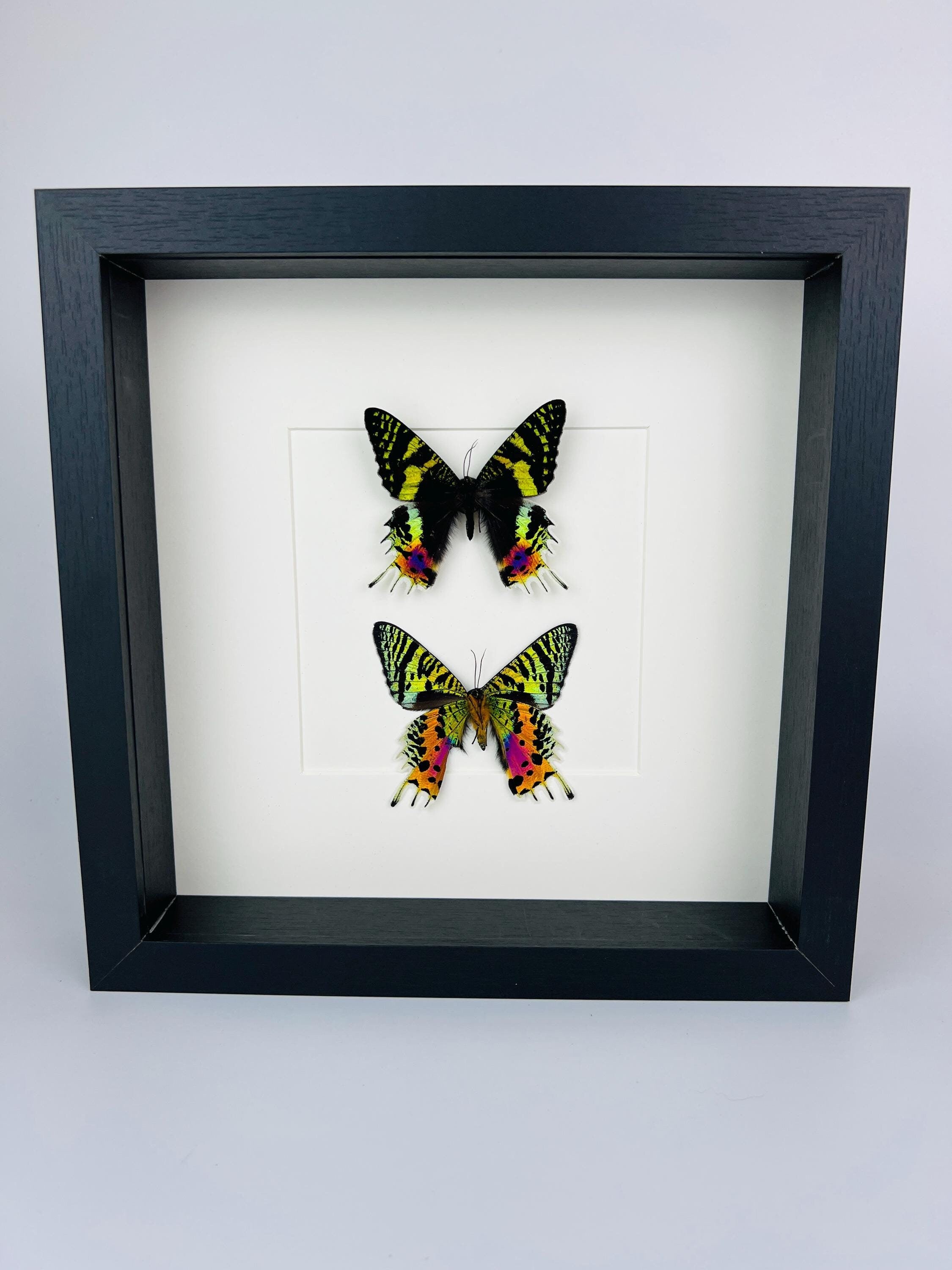 Echte vlinders Urania Ripheus (voor- en achterkant) - ingelijst - 25 x 25 cm (9,8 x 9,8 inch)