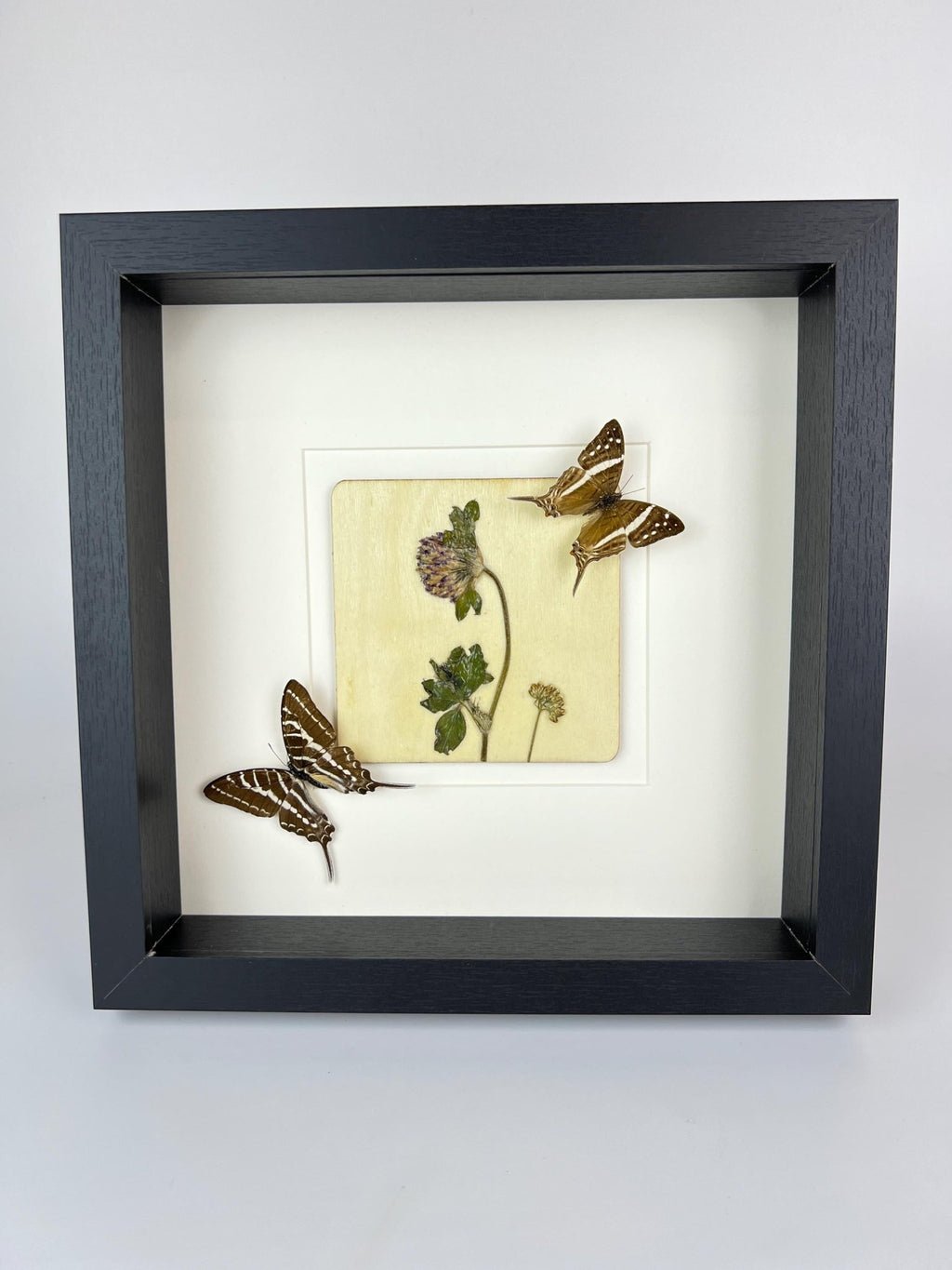 „Marpesia Crethon“ und „Graphium Aristeus“ mit Trockenblumen in einem Rahmen von KEY LIME STORE