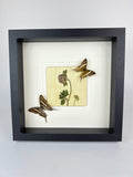 „Marpesia Crethon“ und „Graphium Aristeus“ mit Trockenblumen in einem Rahmen von KEY LIME STORE