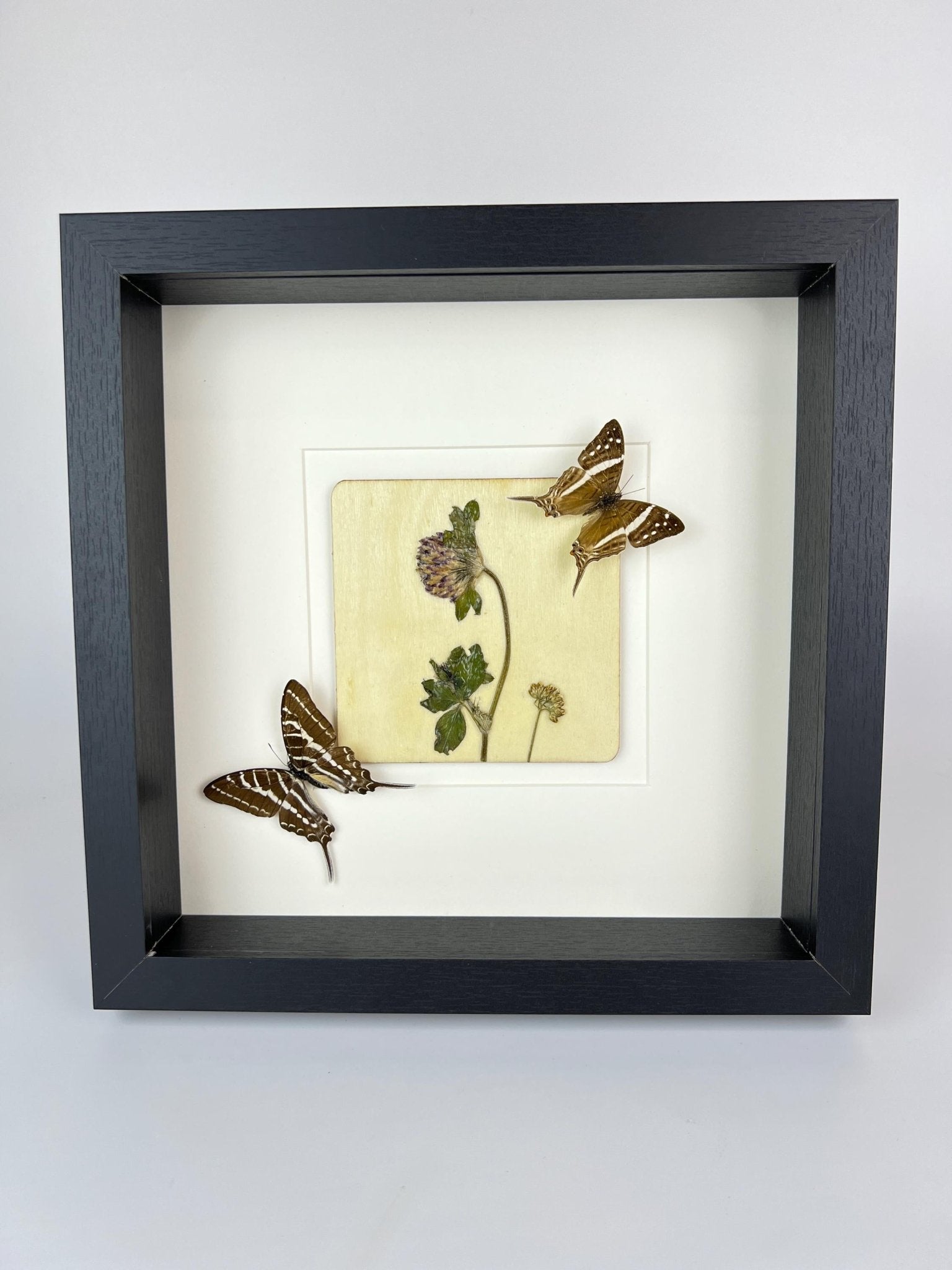 „Marpesia Crethon“ und „Graphium Aristeus“ mit Trockenblumen in einem Rahmen von KEY LIME STORE