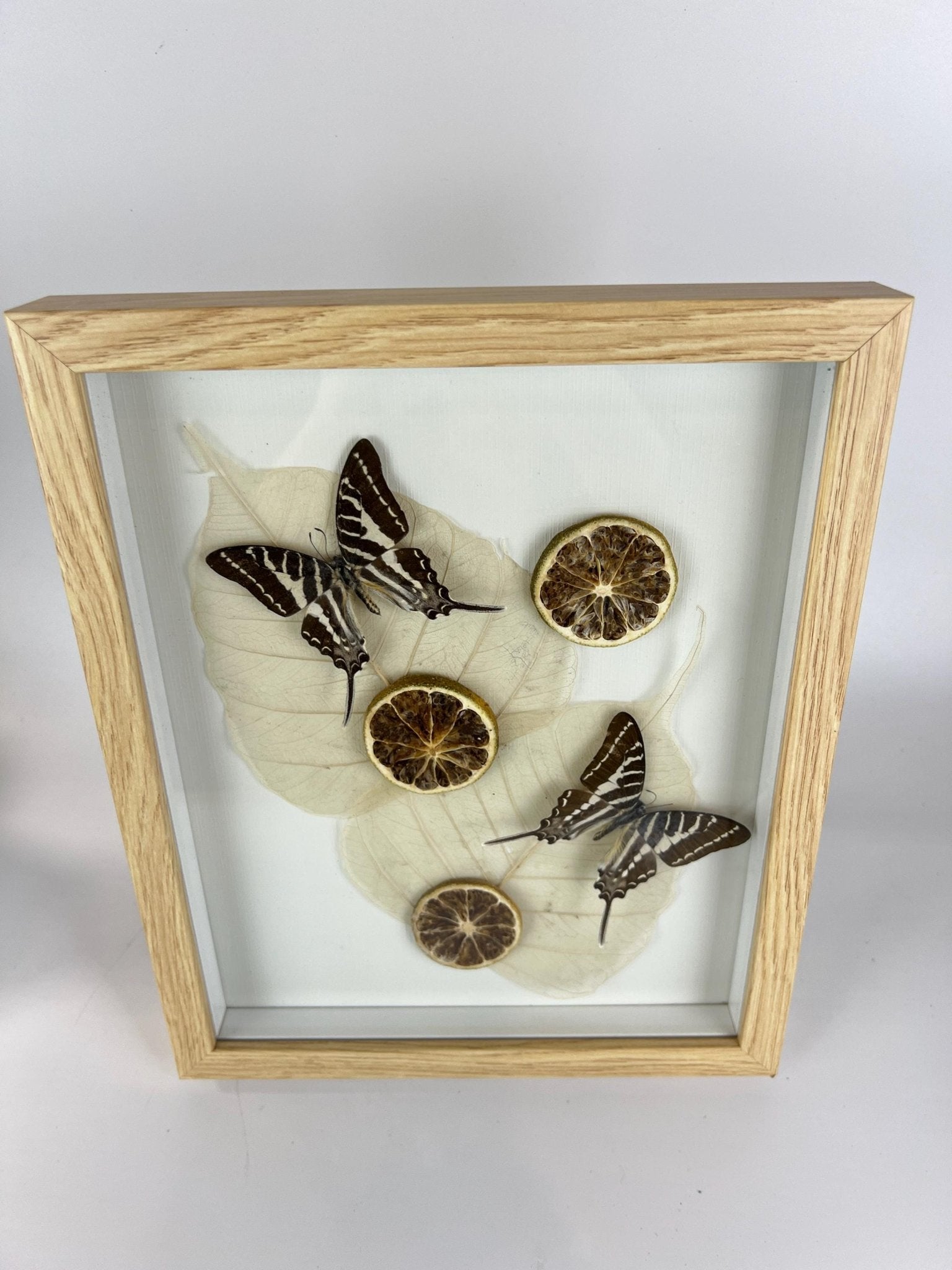 Graphium Rhesus met gedroogde ornamenten in lijst by KEY LIME STORE