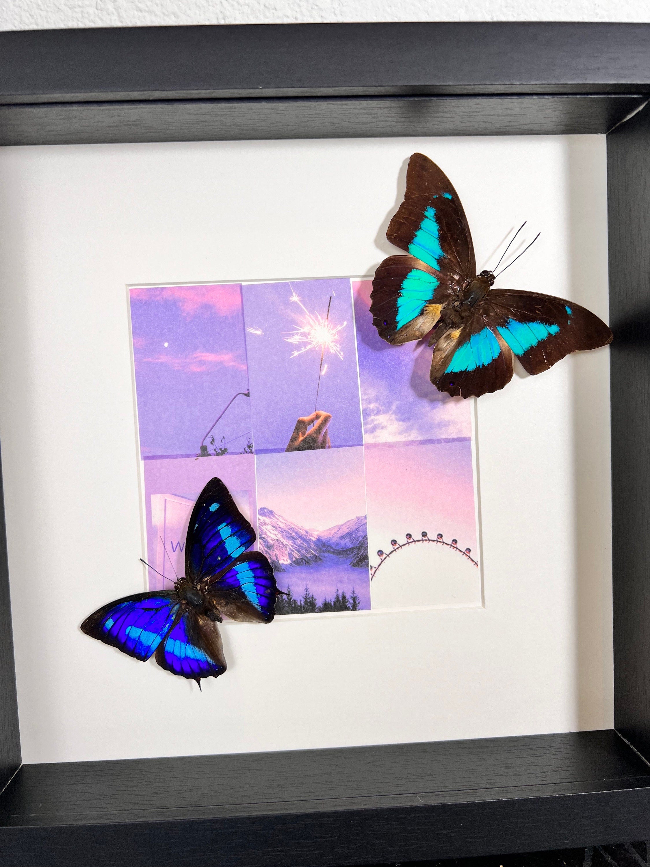 Archaeoprepona Demophon en Prepona Laertes op print in lijst