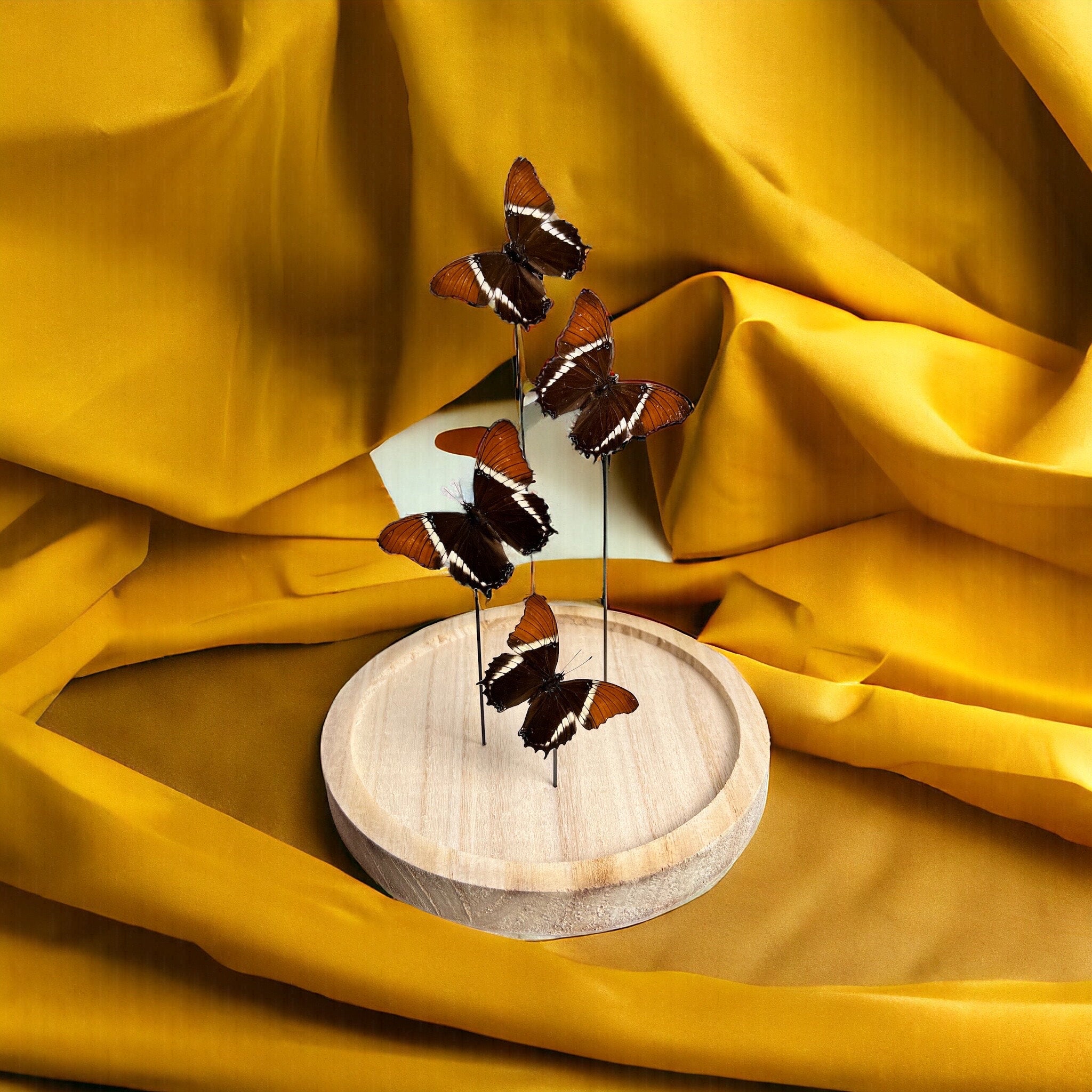 Siproeta Epaphus in einer Glasglocke