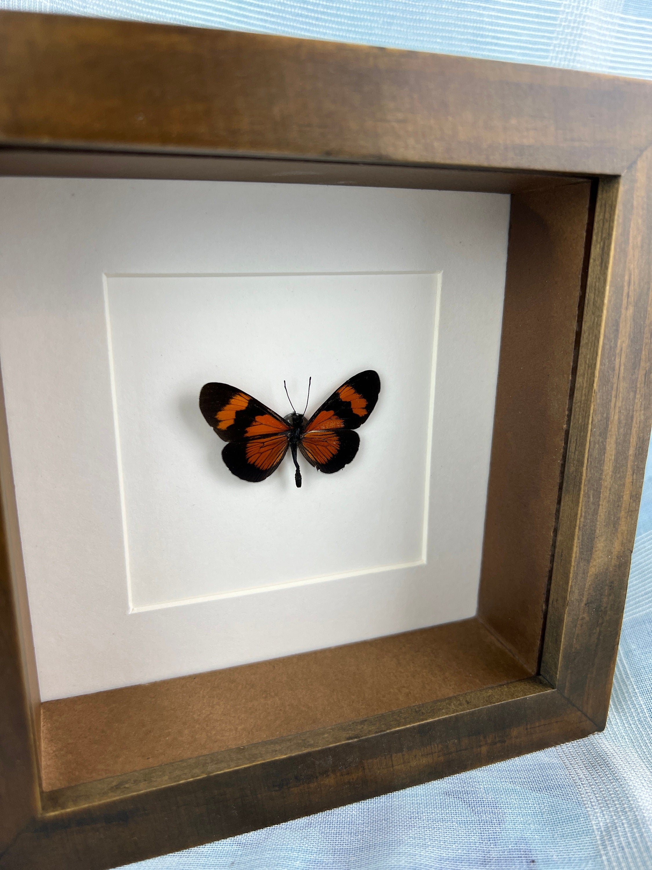 Altinote Negra in a frame