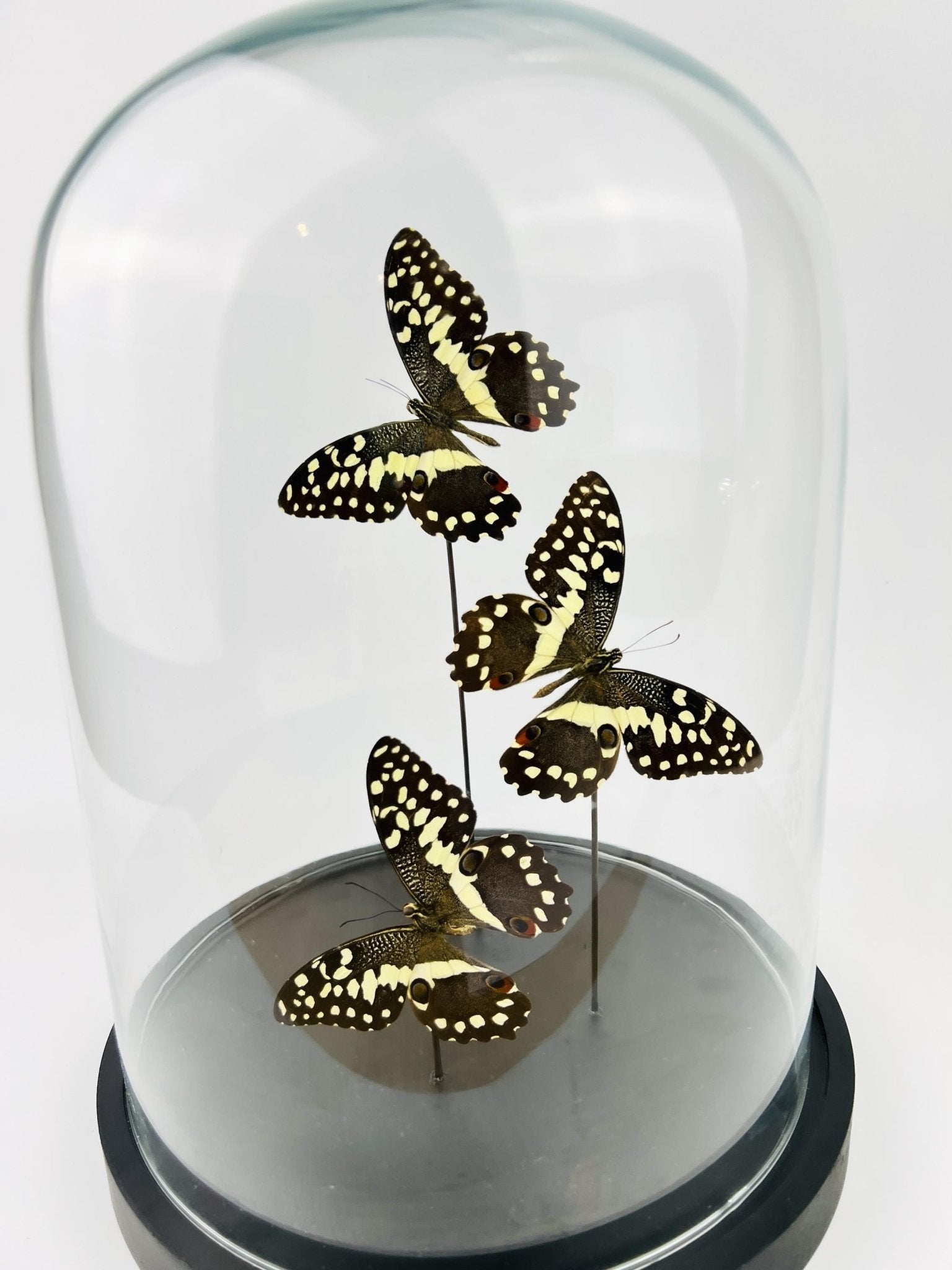 Papilio Demodocus in einer Glasglocke von KEY LIME STORE