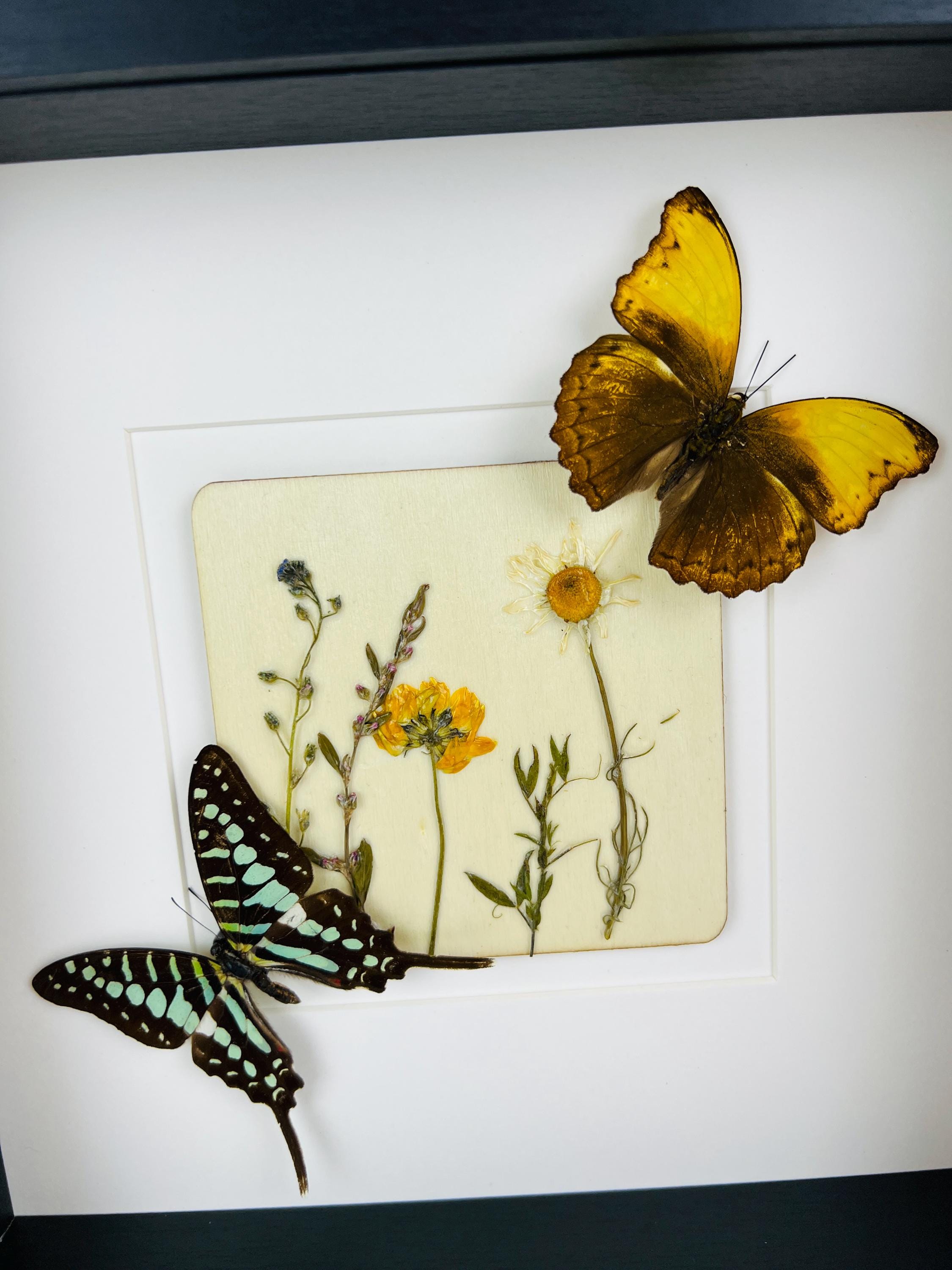Graphium und Cymothoe Haynac mit Trockenblumen auf MDF in einem Rahmen