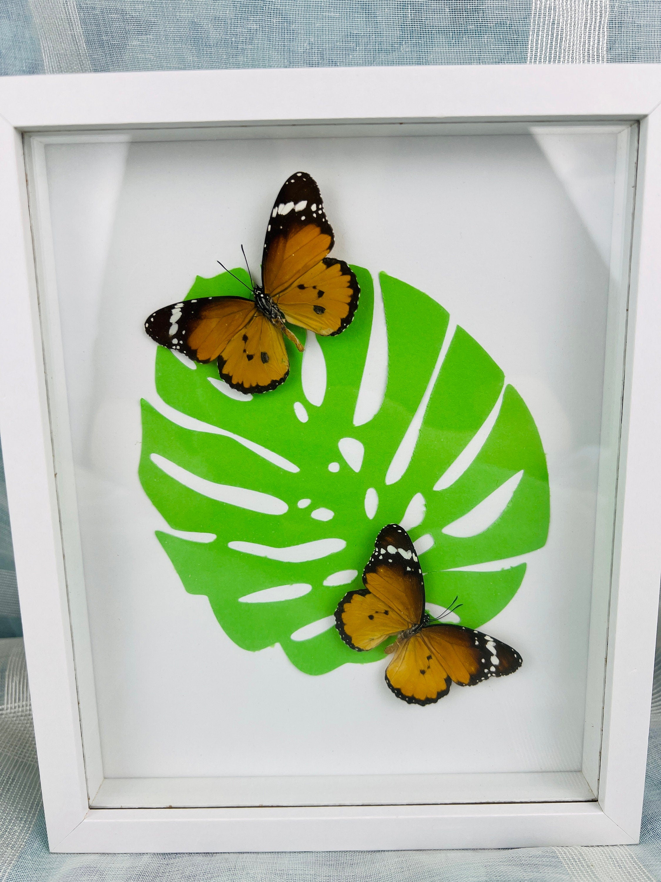 Danaus Chrysippus op monstera print in lijst