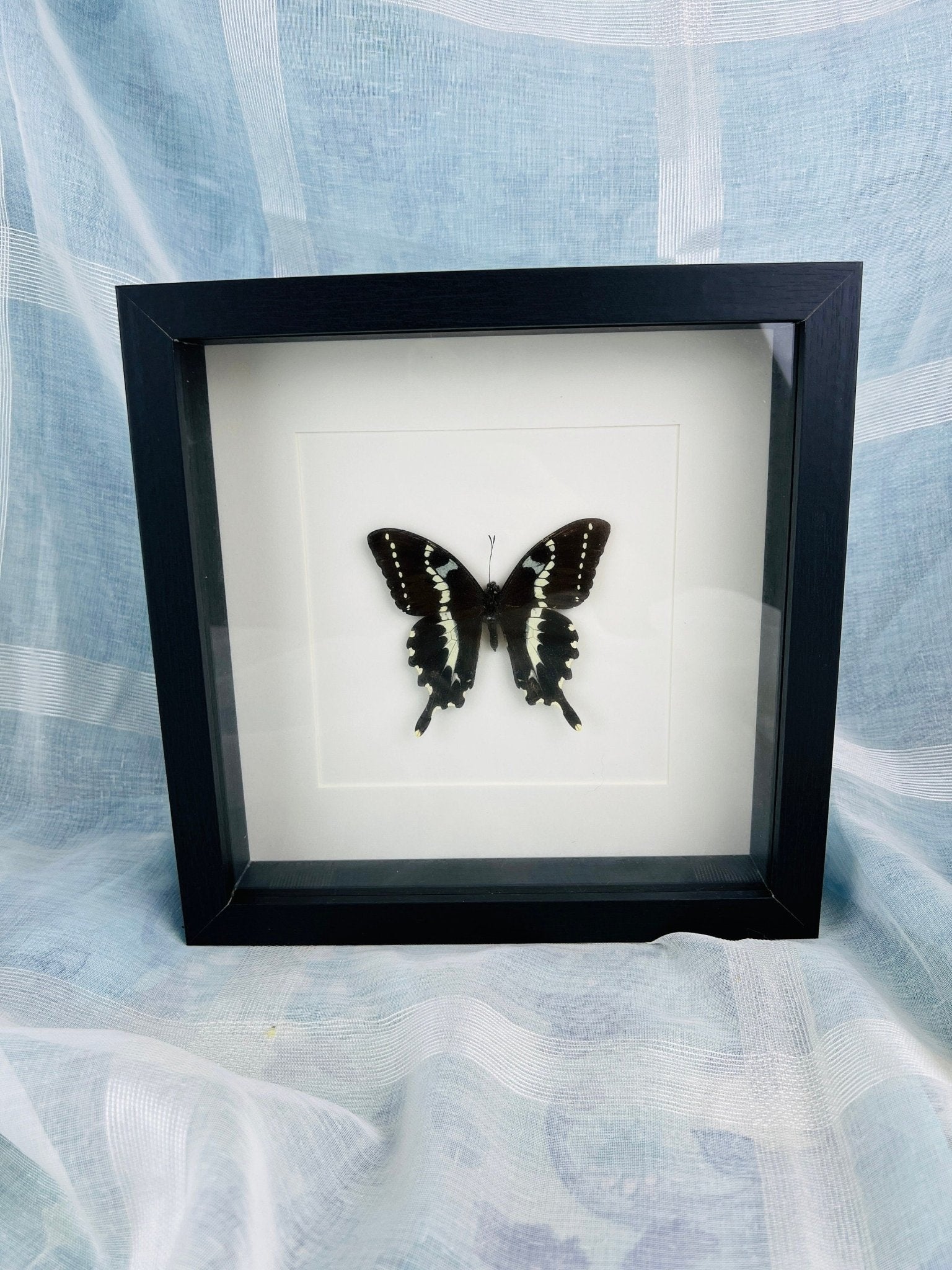 Papilio Delalandei in lijst by KEY LIME STORE