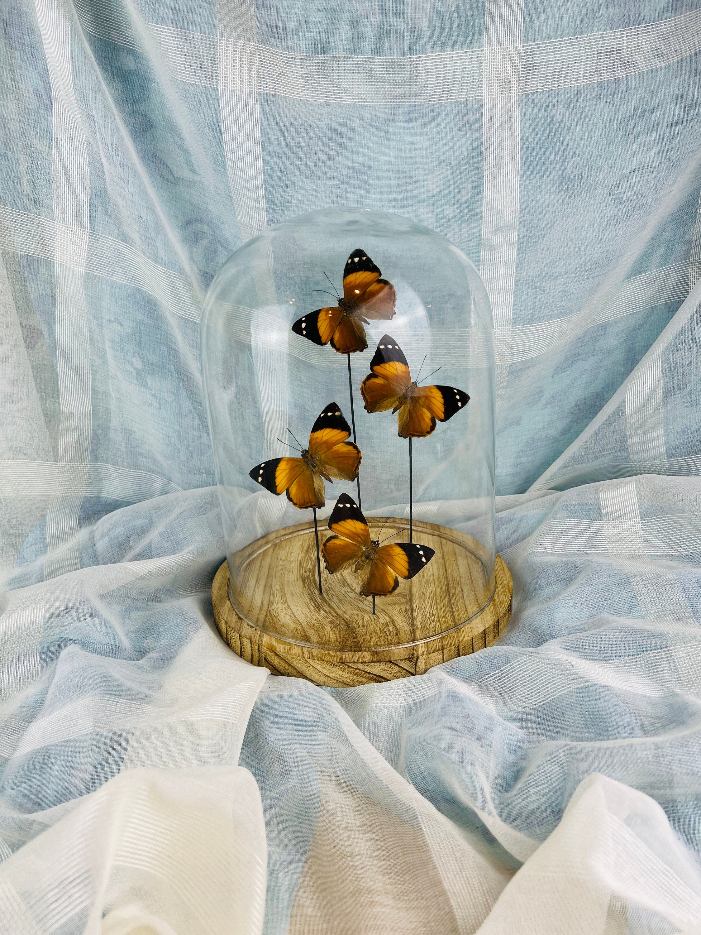 Smyrna Blomfieldia in stolp