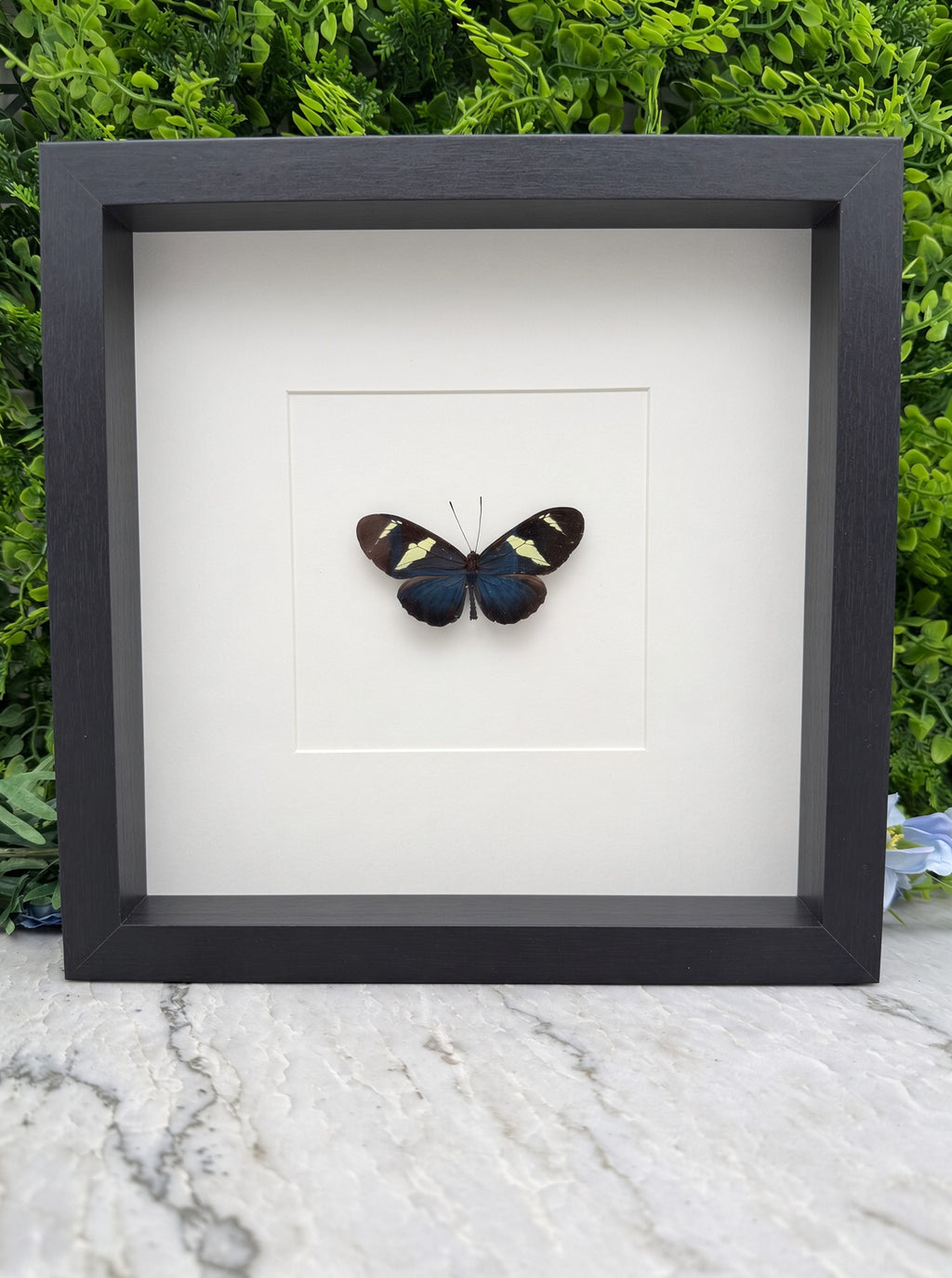 A framed image of a butterfly with black and yellow markings on its wings.