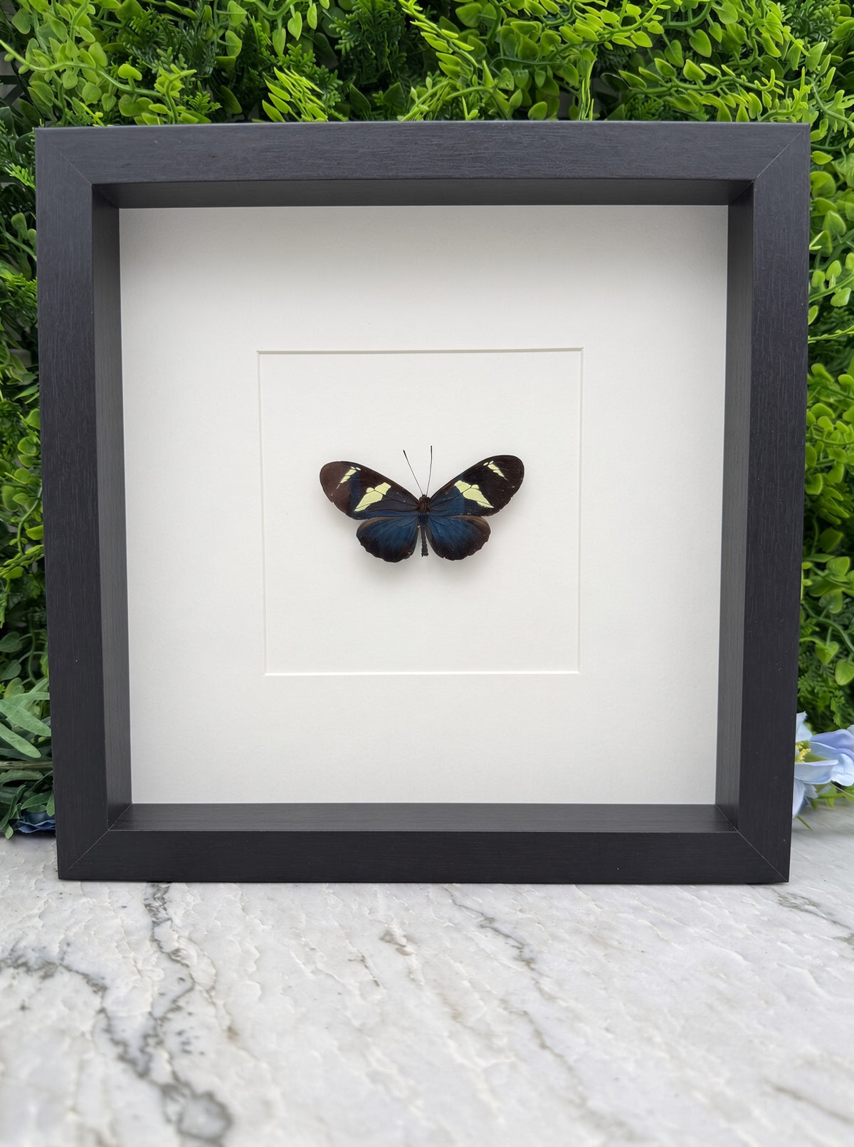 A framed image of a butterfly with black and yellow markings on its wings.