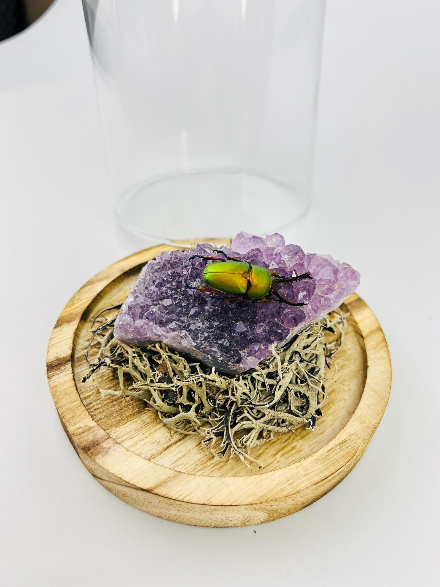 Schillernder Käfer auf einem Amethyst unter einer Glasglocke von KEY LIME STORE