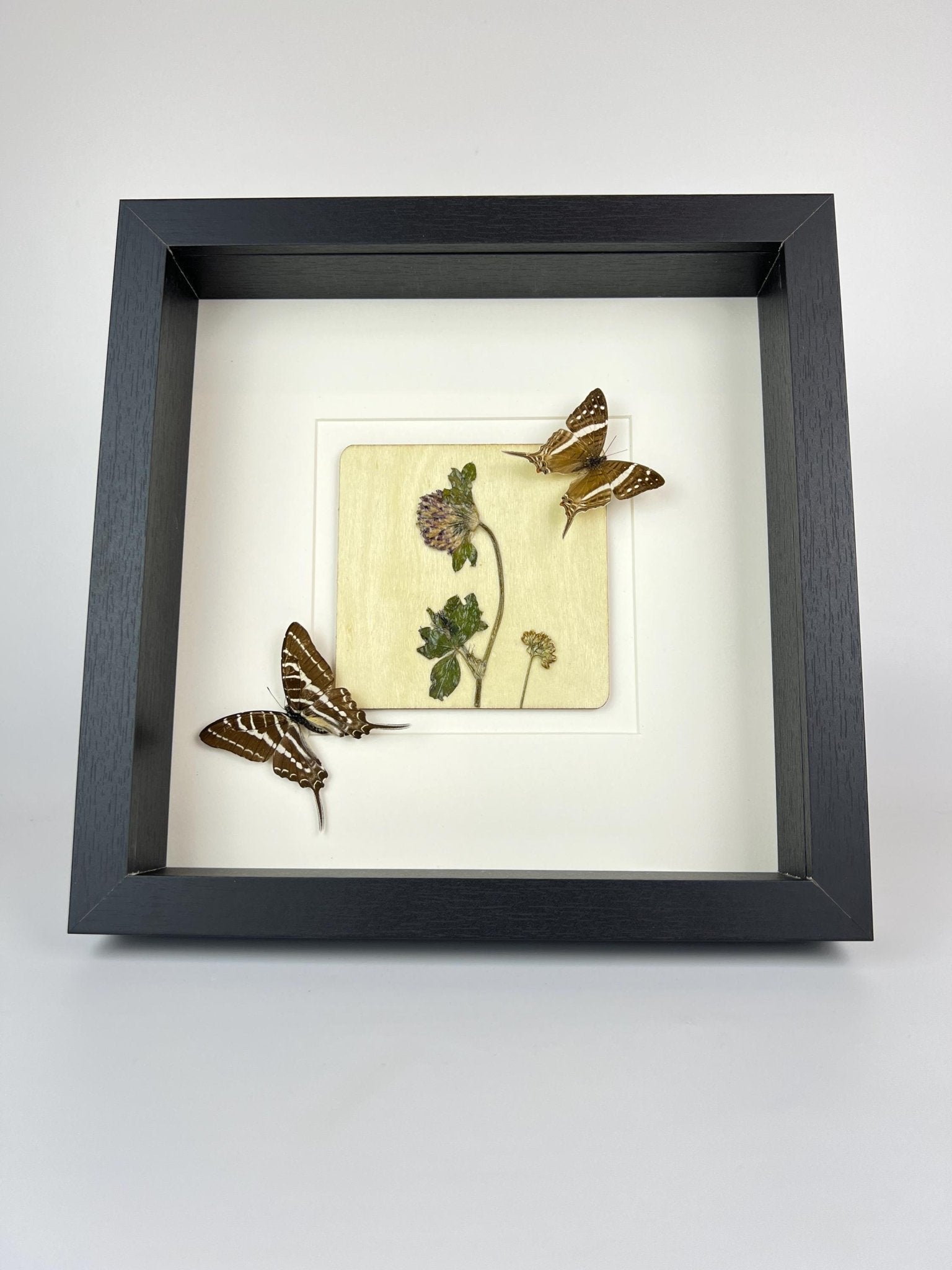 „Marpesia Crethon“ und „Graphium Aristeus“ mit Trockenblumen in einem Rahmen von KEY LIME STORE