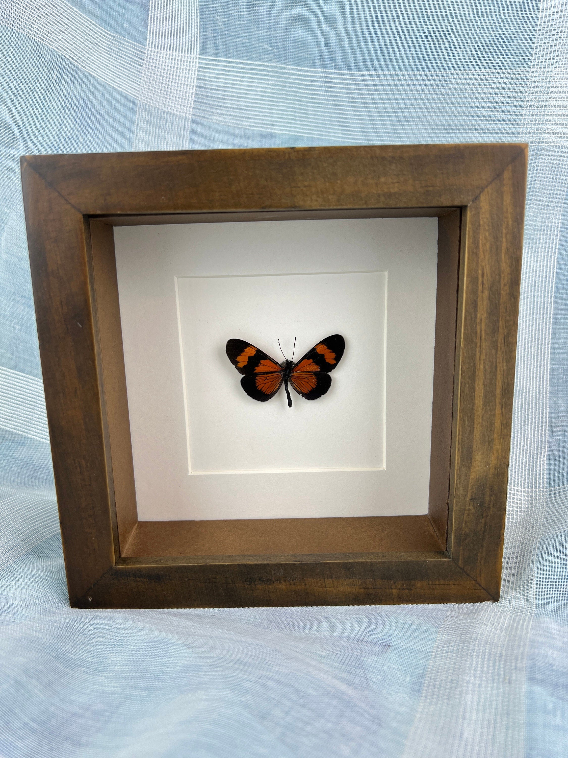 Altinote Negra sous cadre