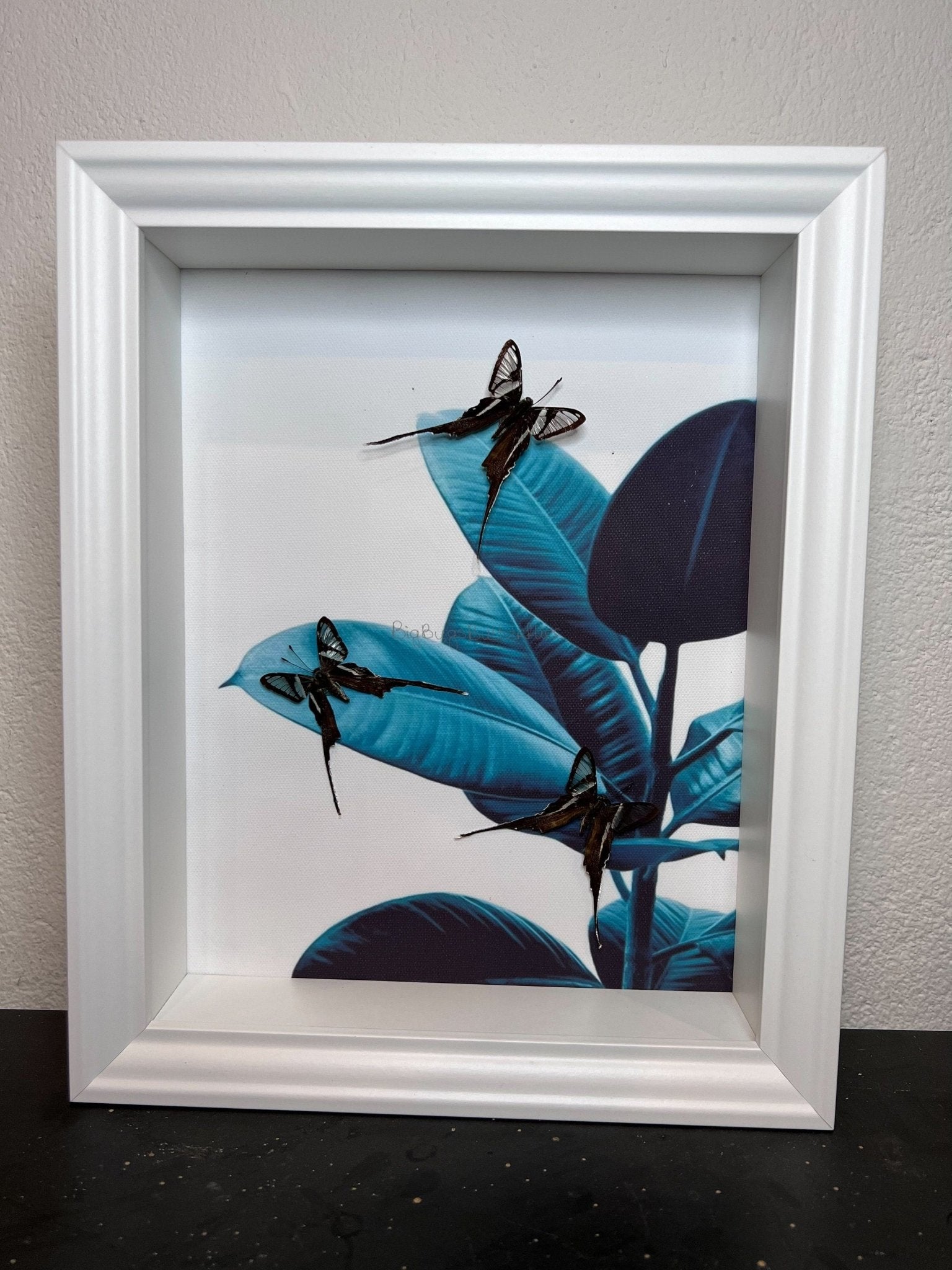 Lamproptera Meges in lijst by KEY LIME STORE