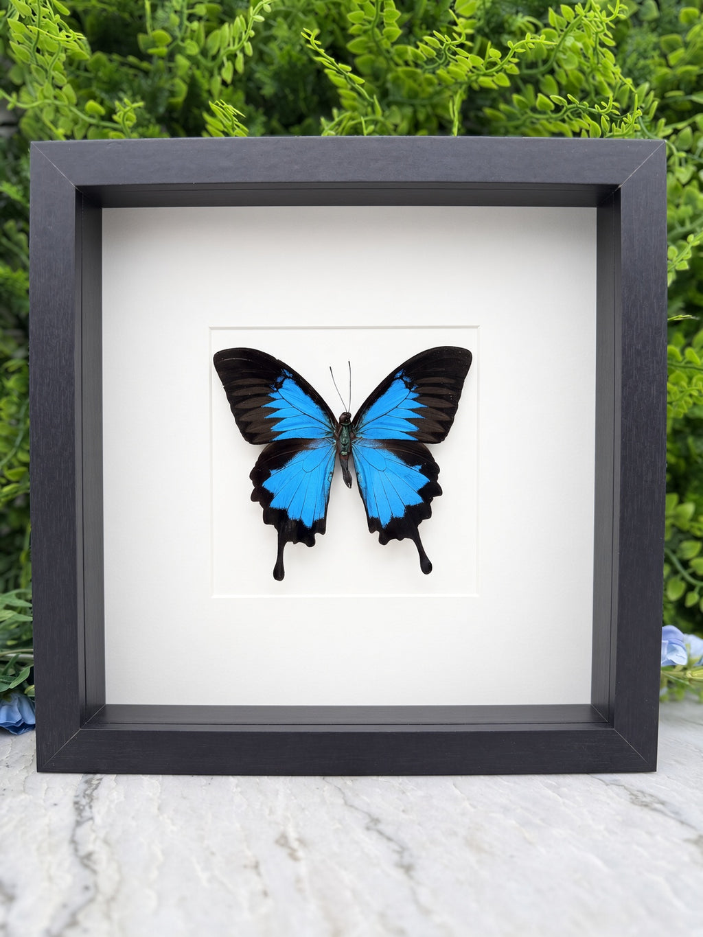 A framed image of a blue butterfly with black wings, displayed on a white background.