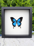 A framed image of a blue butterfly with black wings, displayed on a white background.