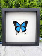A framed image of a blue butterfly with black wings, displayed on a white background.