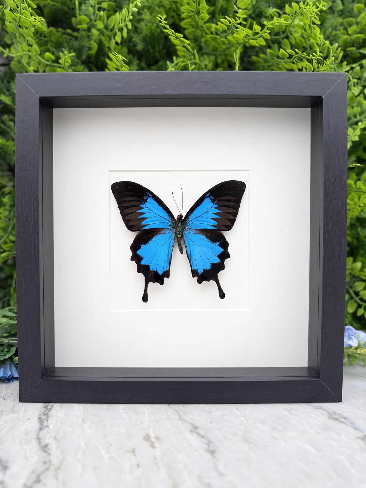 A framed image of a blue butterfly with black wings, displayed on a white background.