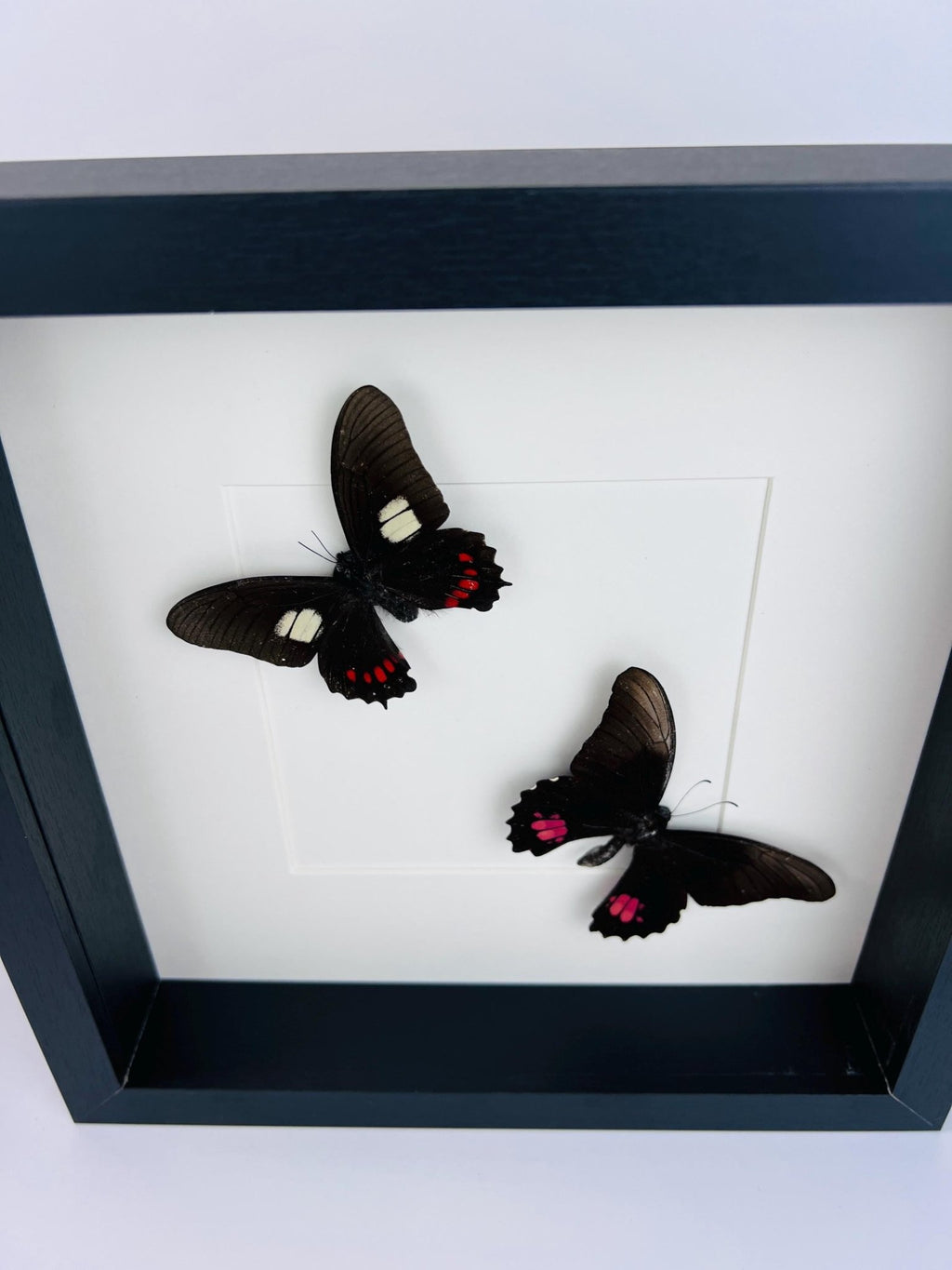Parides und Papilio Anchisiades in einem Rahmen von KEY LIME STORE