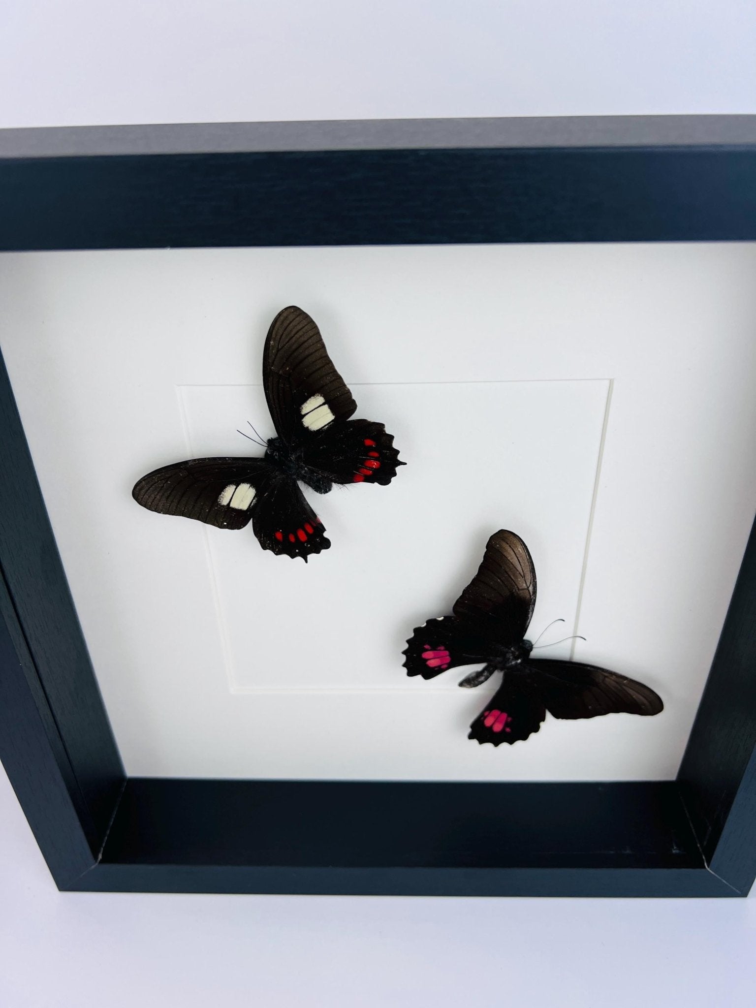 Parides und Papilio Anchisiades in einem Rahmen von KEY LIME STORE