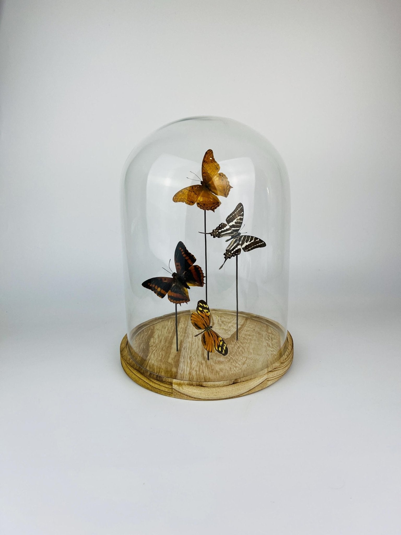 Vindula Erota, Graphium Aristeus, Charaxes Lucretius und Tithorea Harmonia in einer Glasglocke von KEY LIME STORE