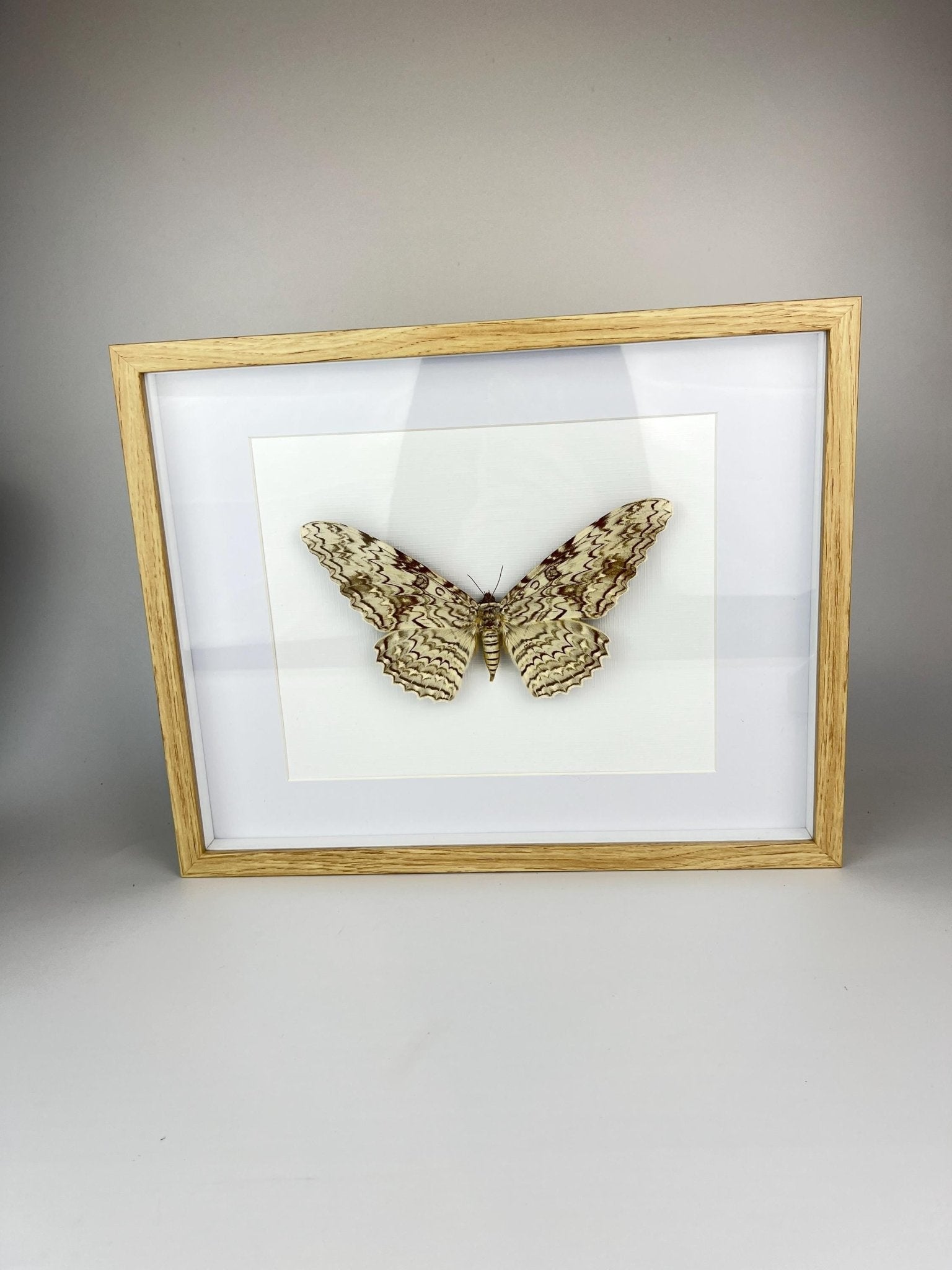 Antique Thysania Agrippina moth from 1968, framed (White Witch Moth / Ghost Moth / Great Owlet Moth) by KEY LIME STORE