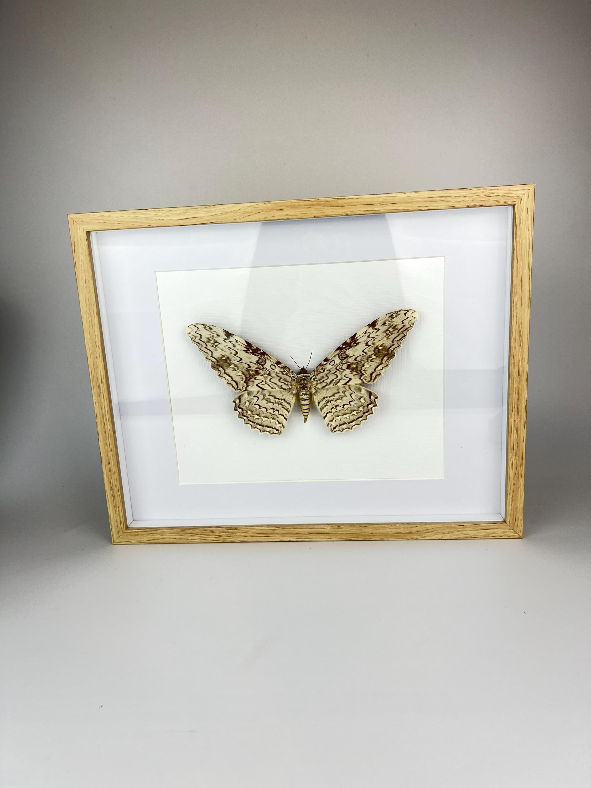 Antieke Thysania Agrippina Mot uit 1968 in lijst (White Witch Moth / Ghost Moth / Great Owlet Moth)