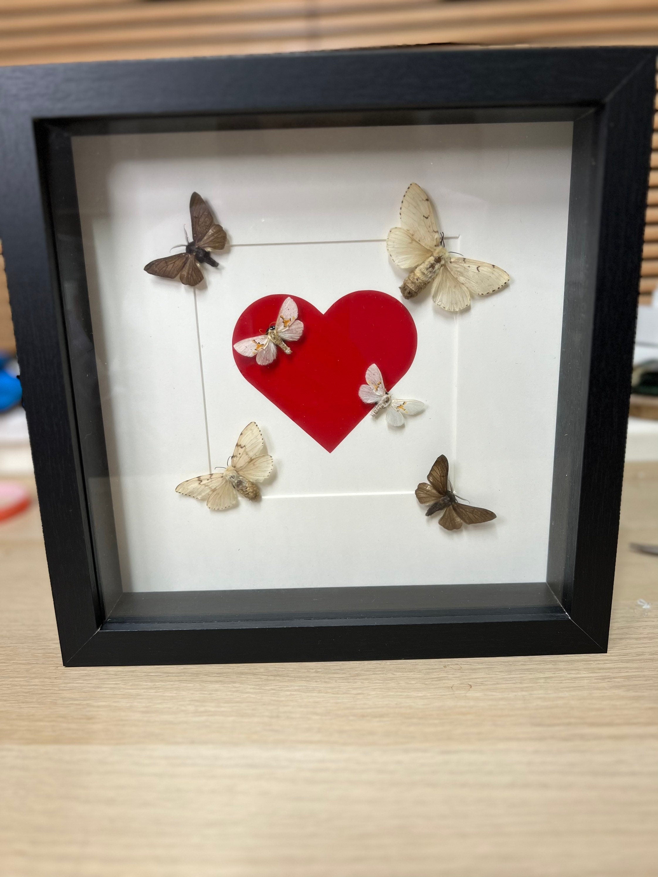 Six moths in a frame of 25x25 cm