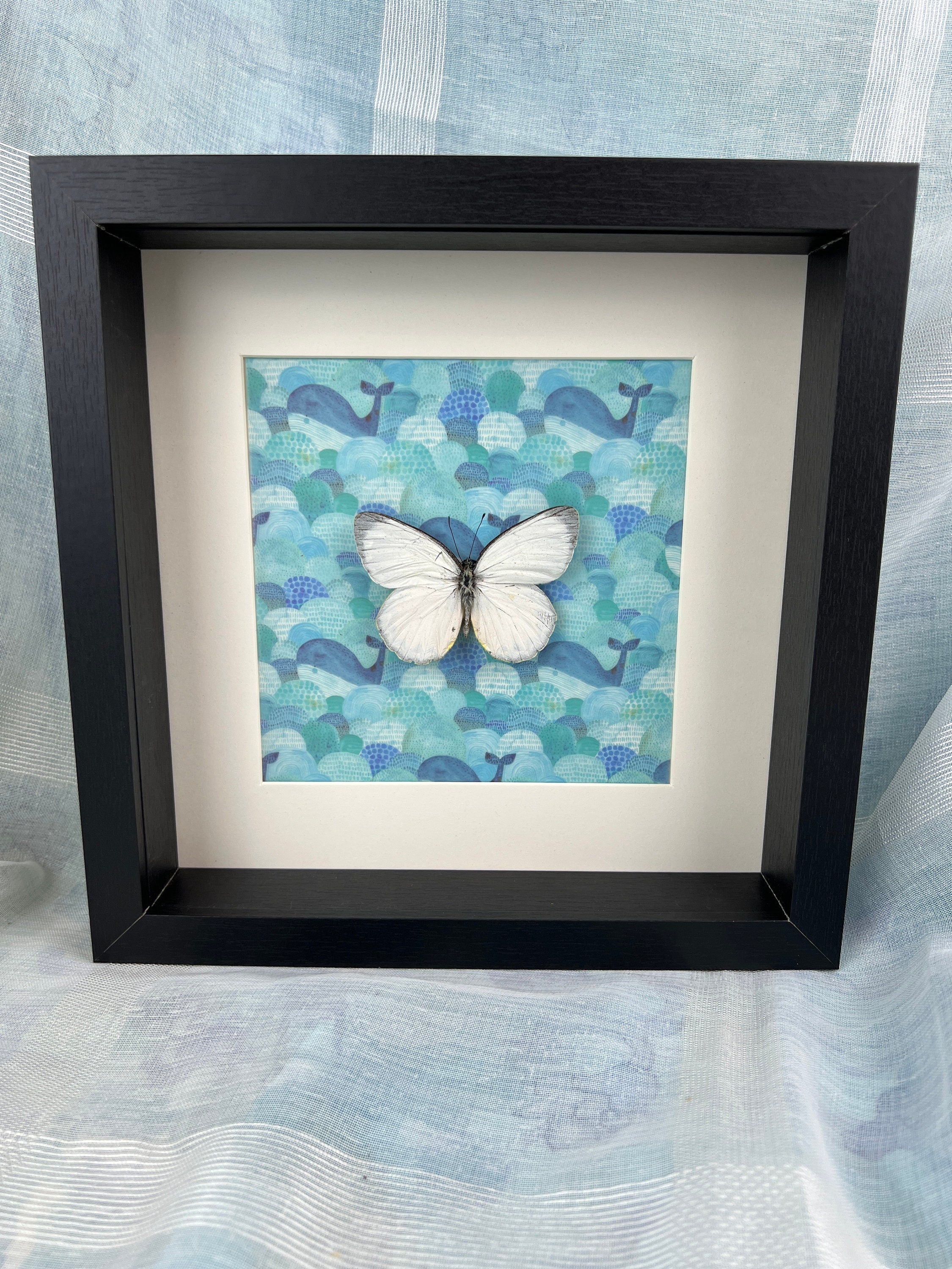 Delias Descombesi op print in lijst